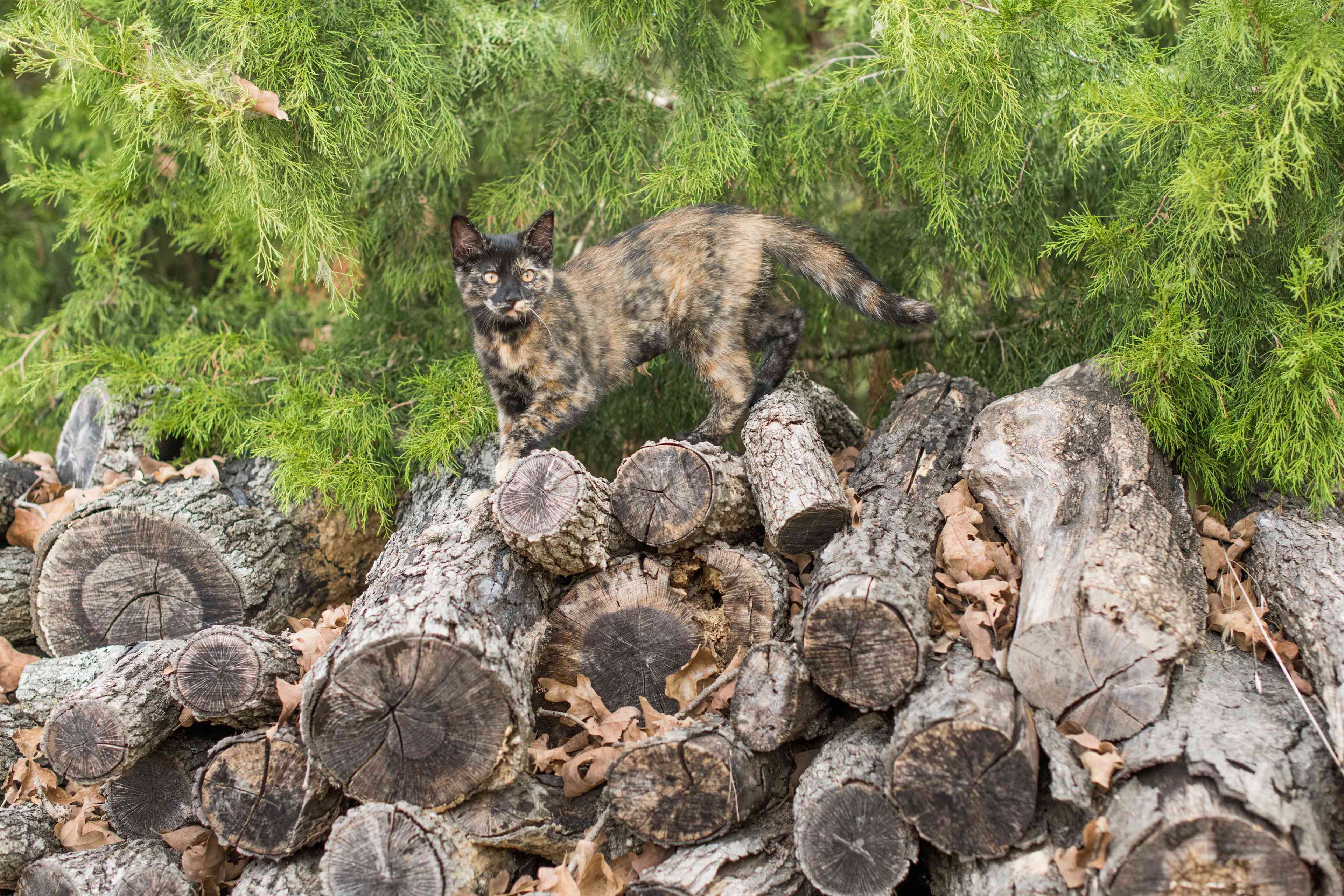 Our camping kitten loved exploring the logs by the campsite
