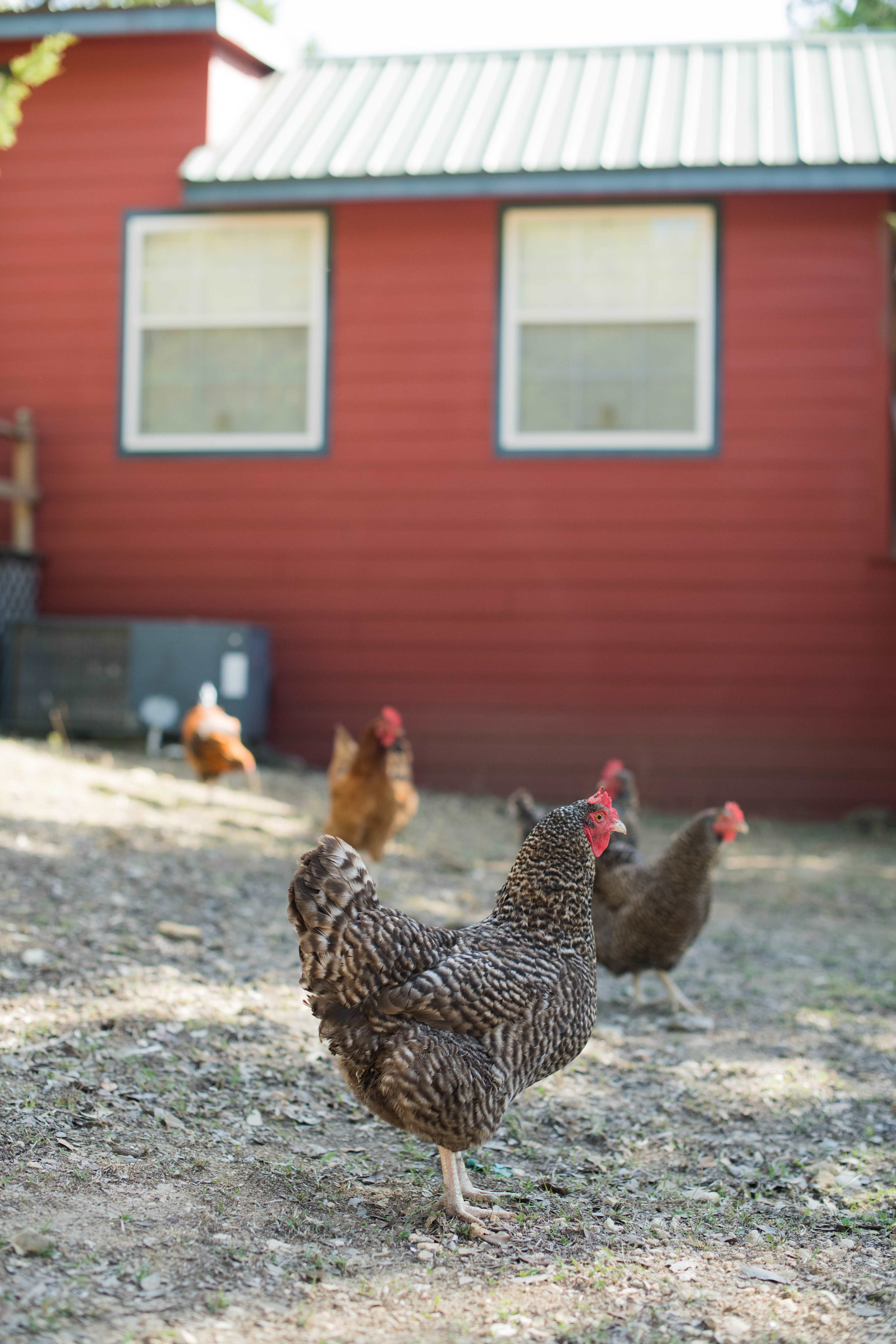 The chickens spend the day free roaming the ranch
