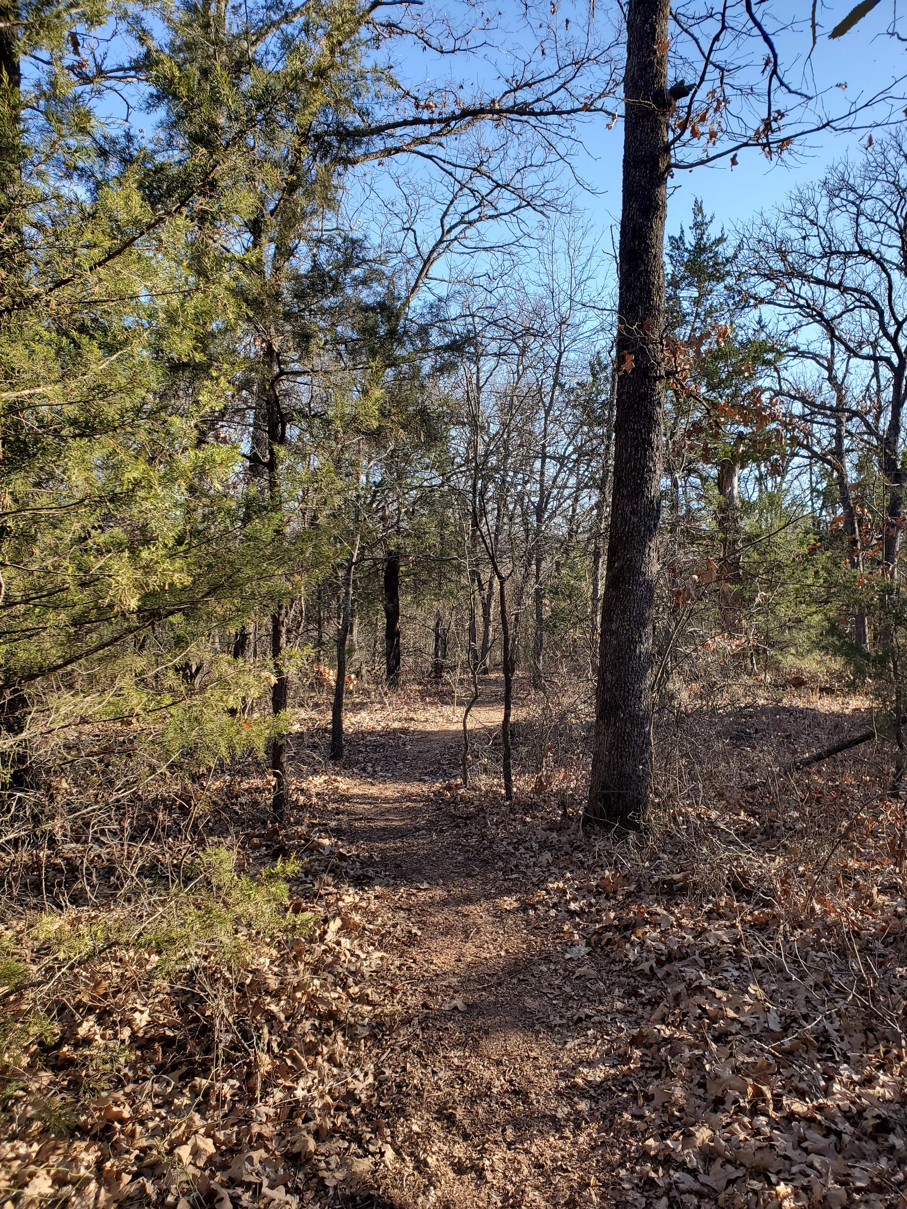 Oaklore Forest