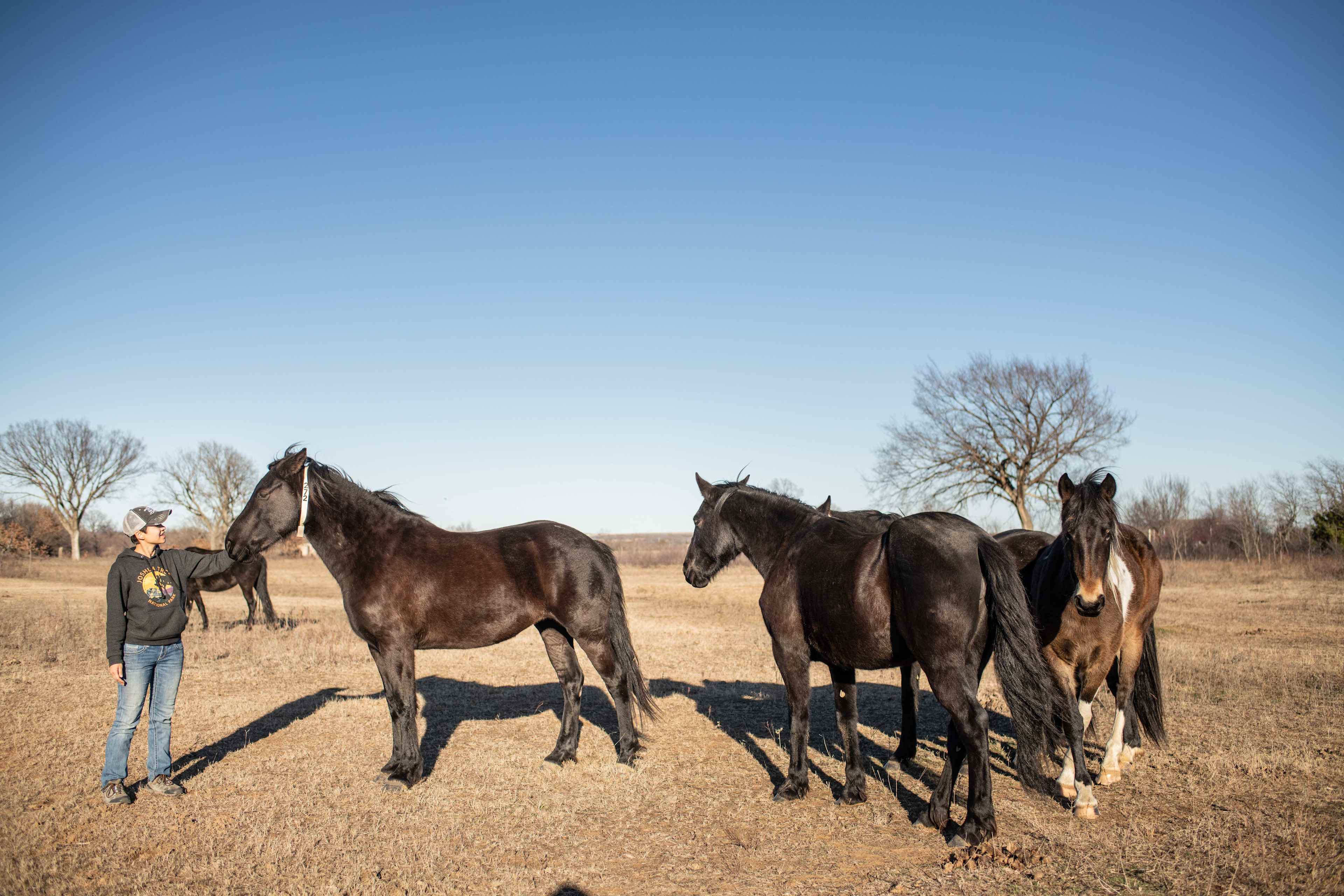 Chivalry Friesians Ranch
