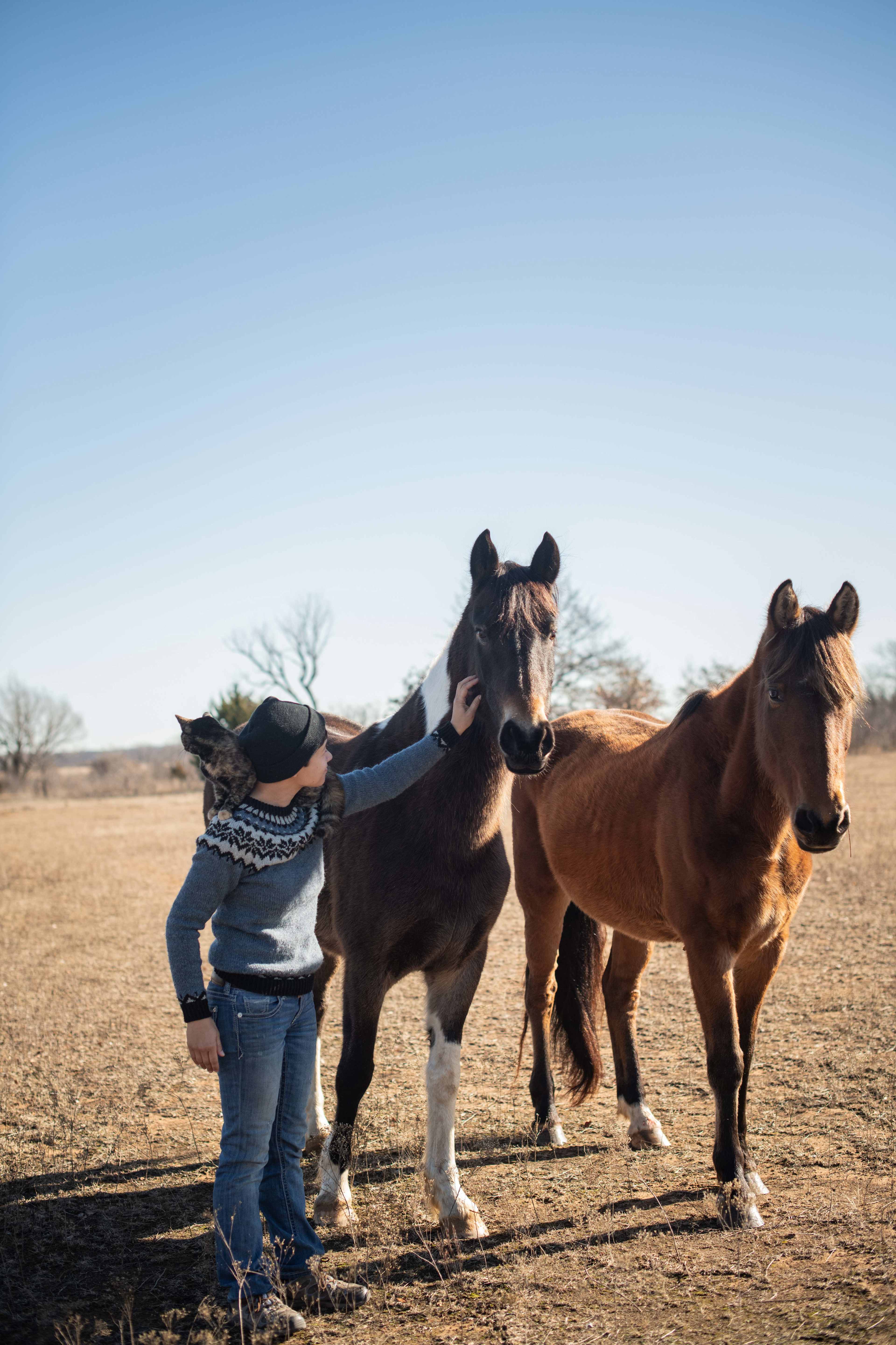 Chivalry Friesians Ranch