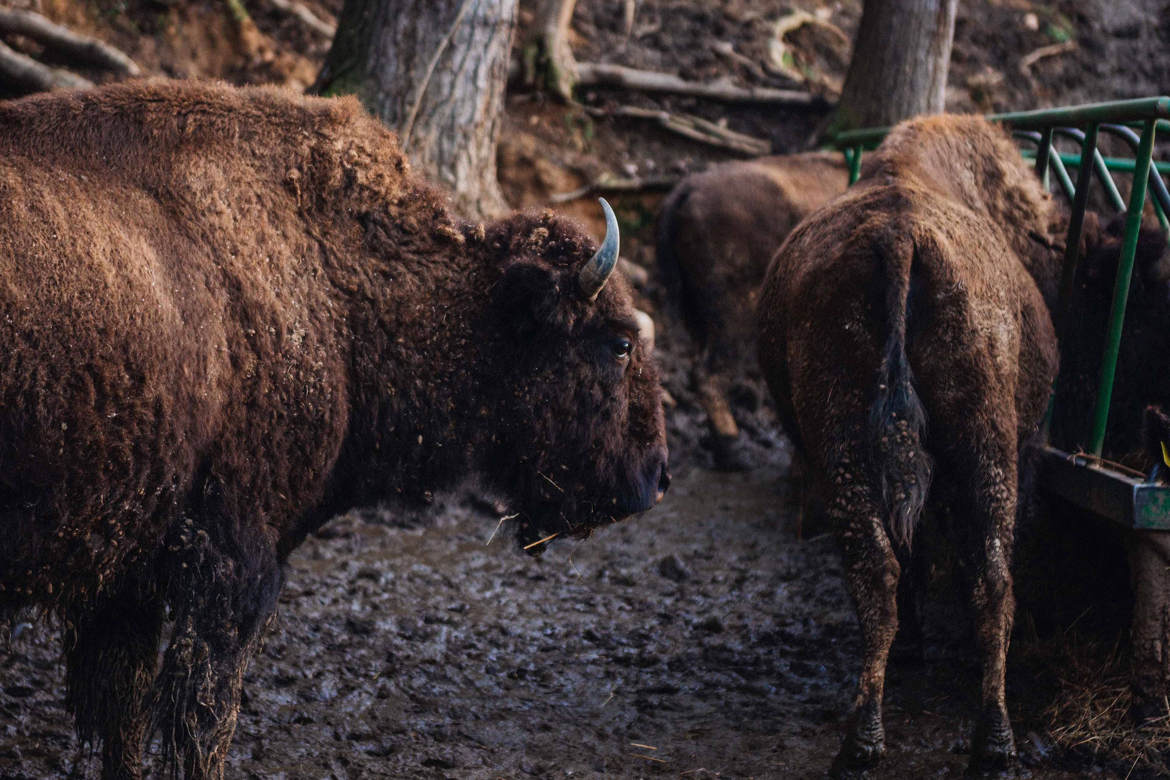 Buffalo Creek Vacations