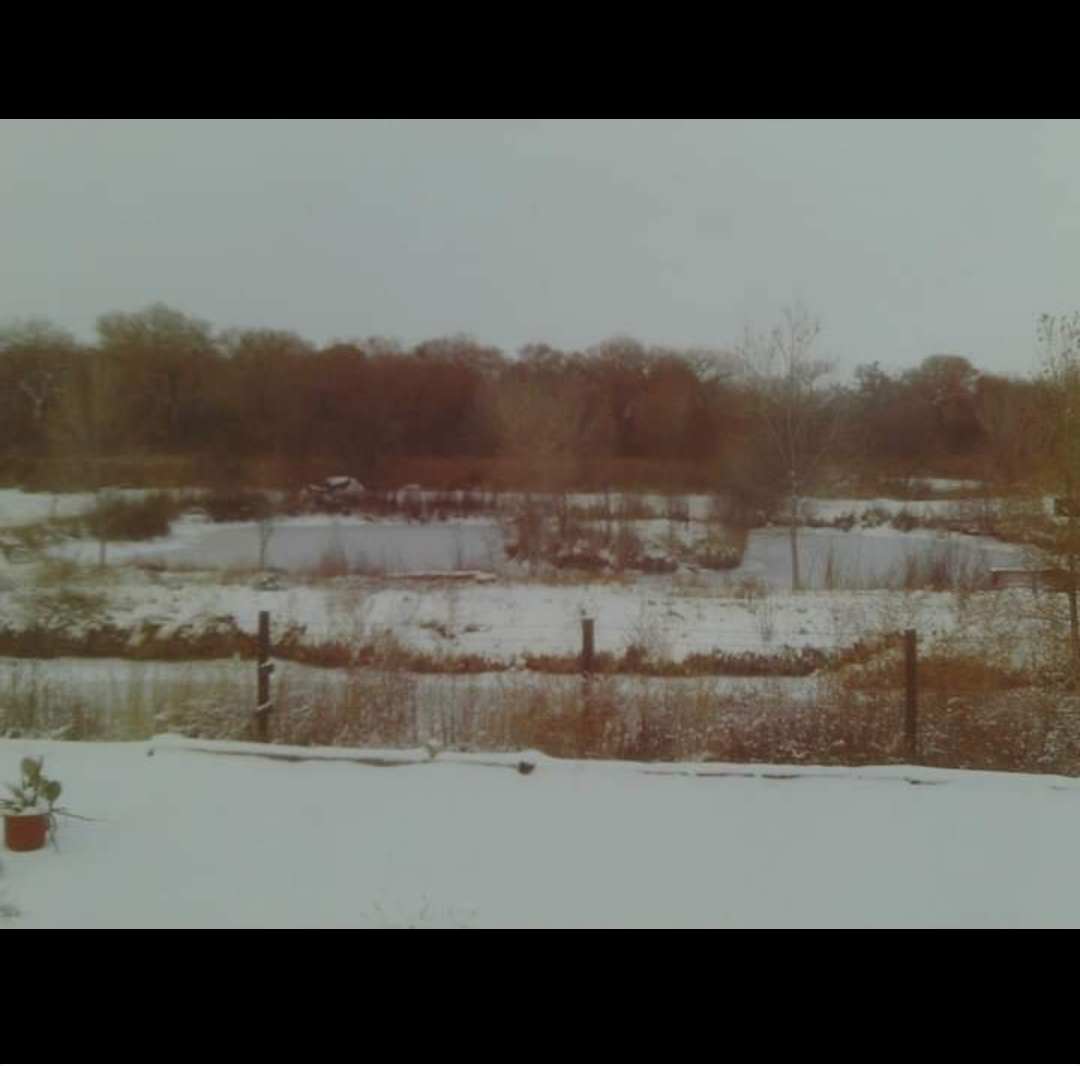 Snowy winter ponds and cottonwood forest. 