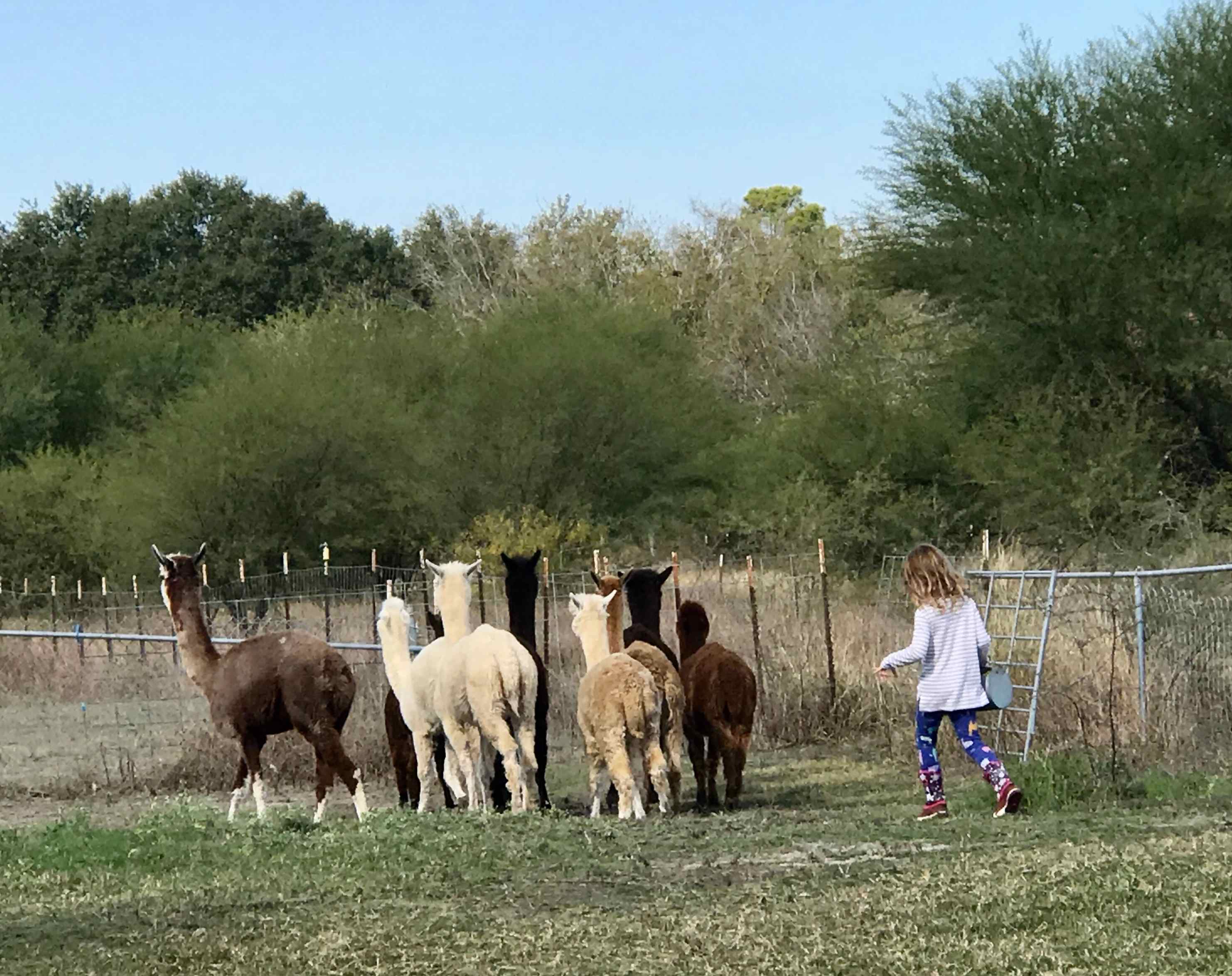 Alpaca Ranch