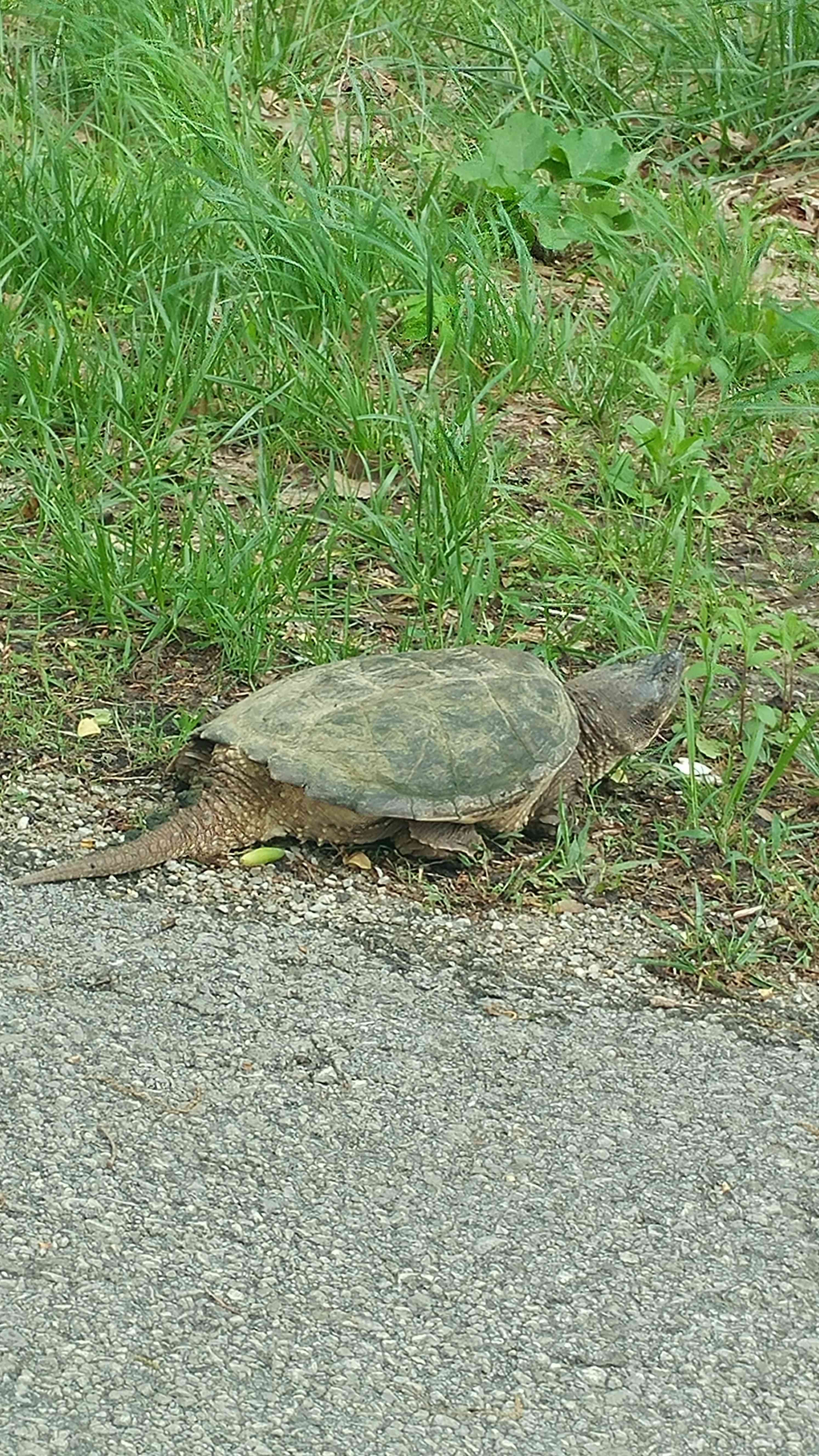 Turtles are plentiful on Blue River!