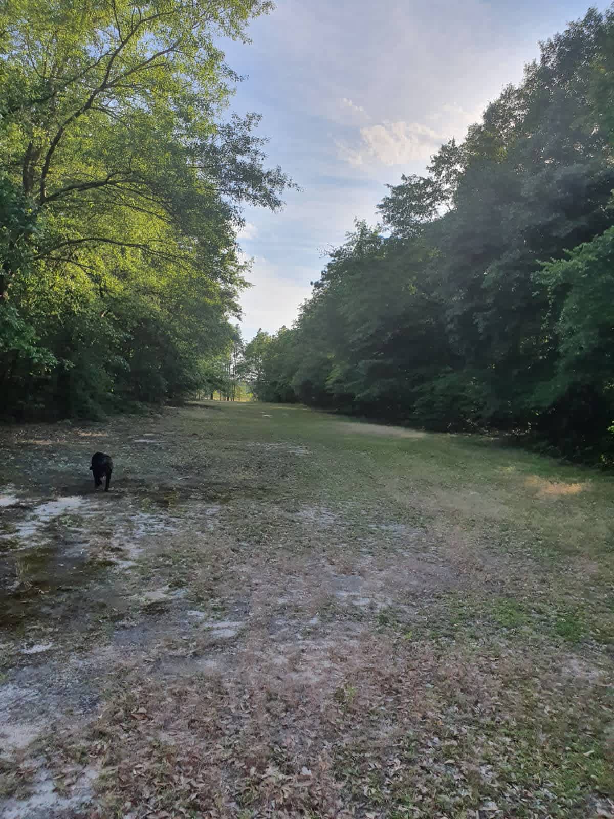 Wolff Woods