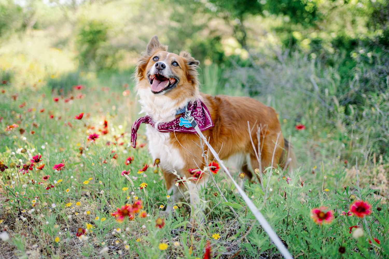 Happy dog in the wildflowers
