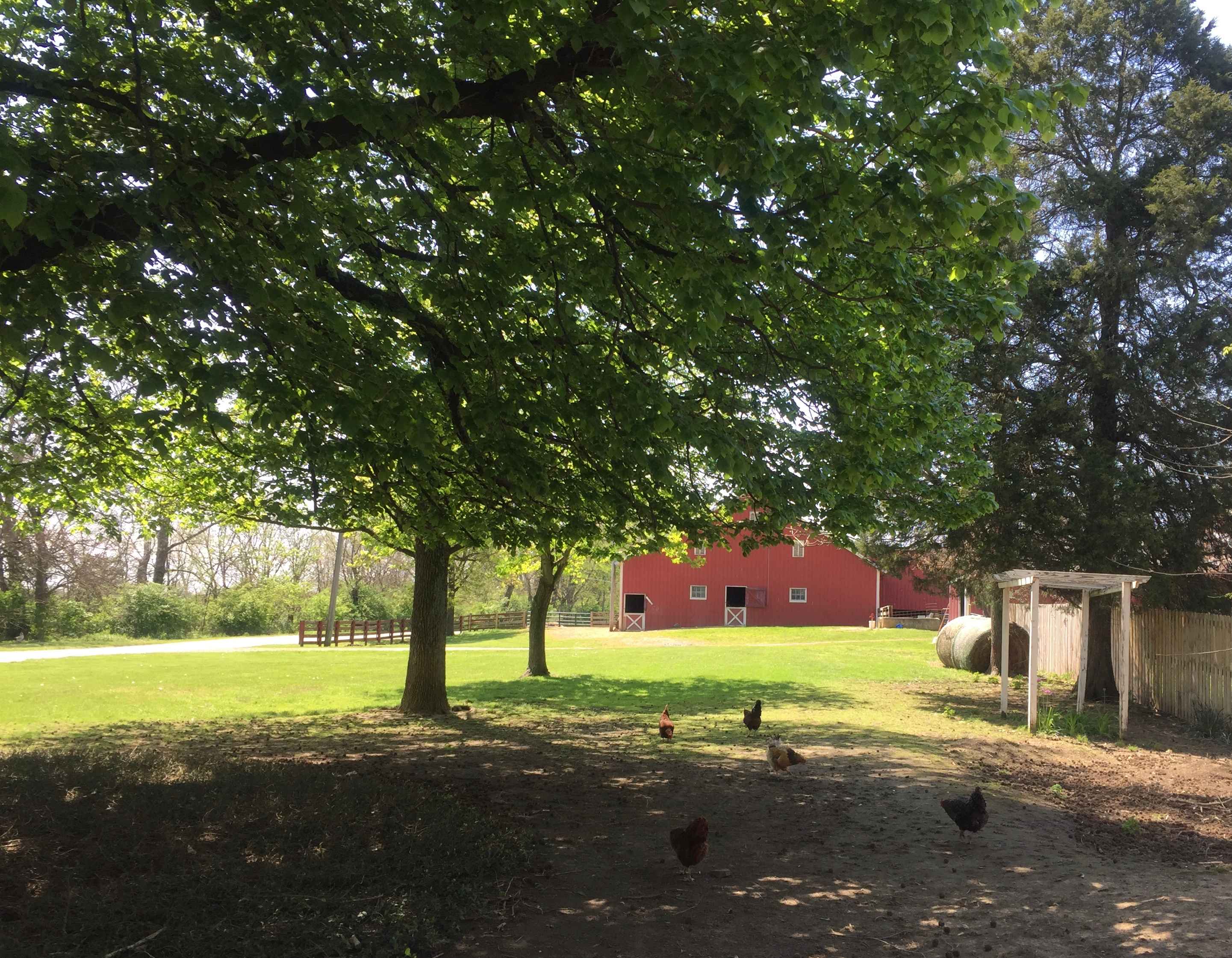 Campers have the option of setting up in front of our historic working barn.