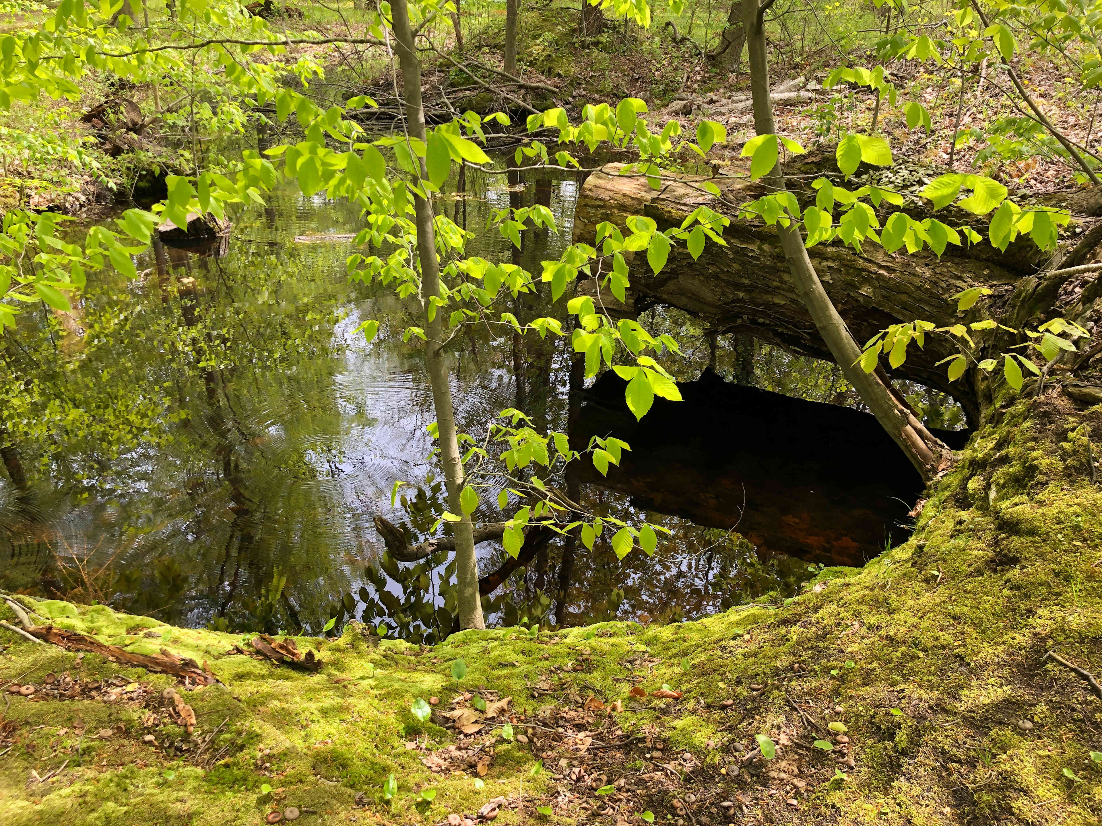 The Frog Pond Campsite.