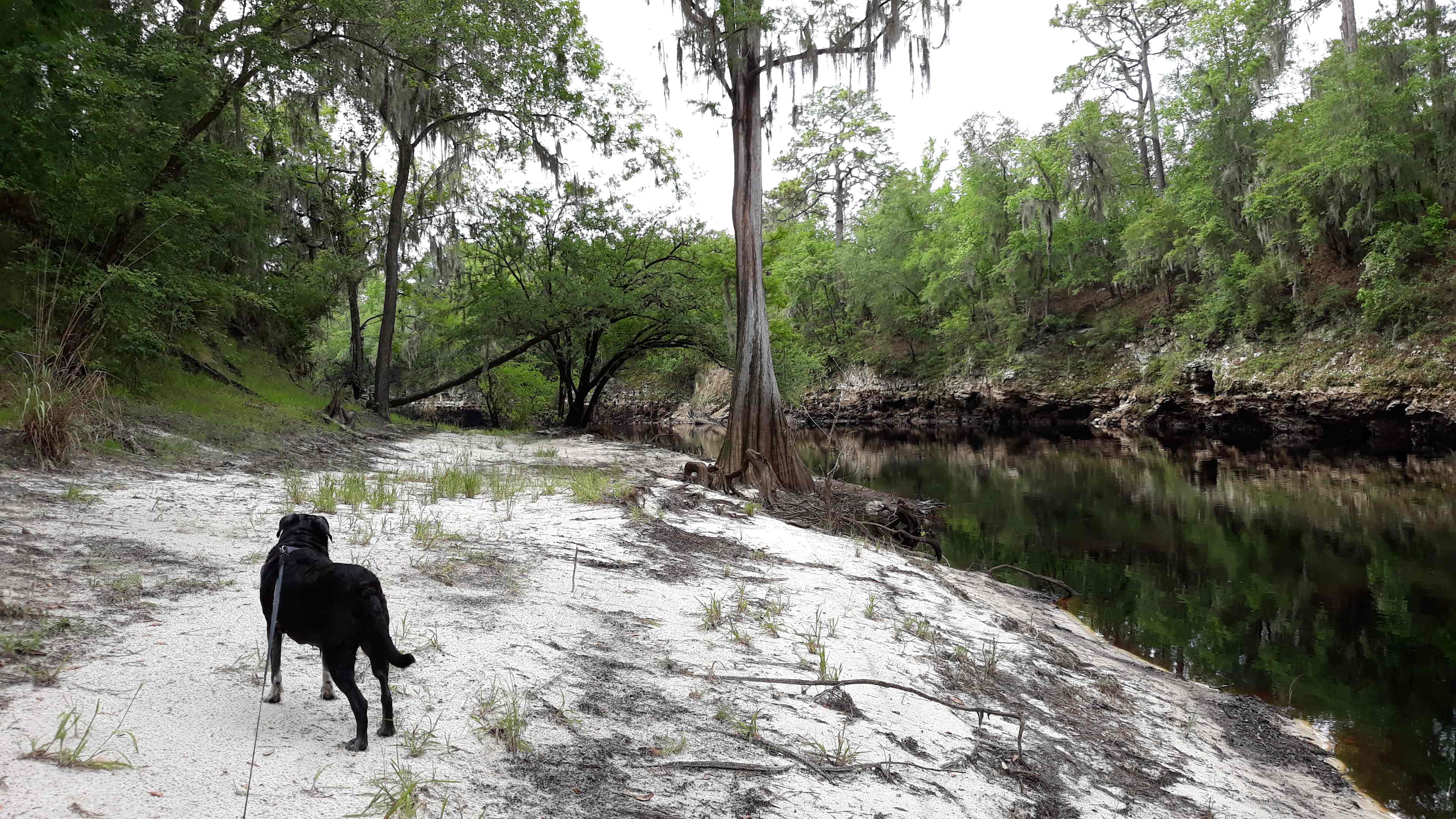 Suwannee River Glamping