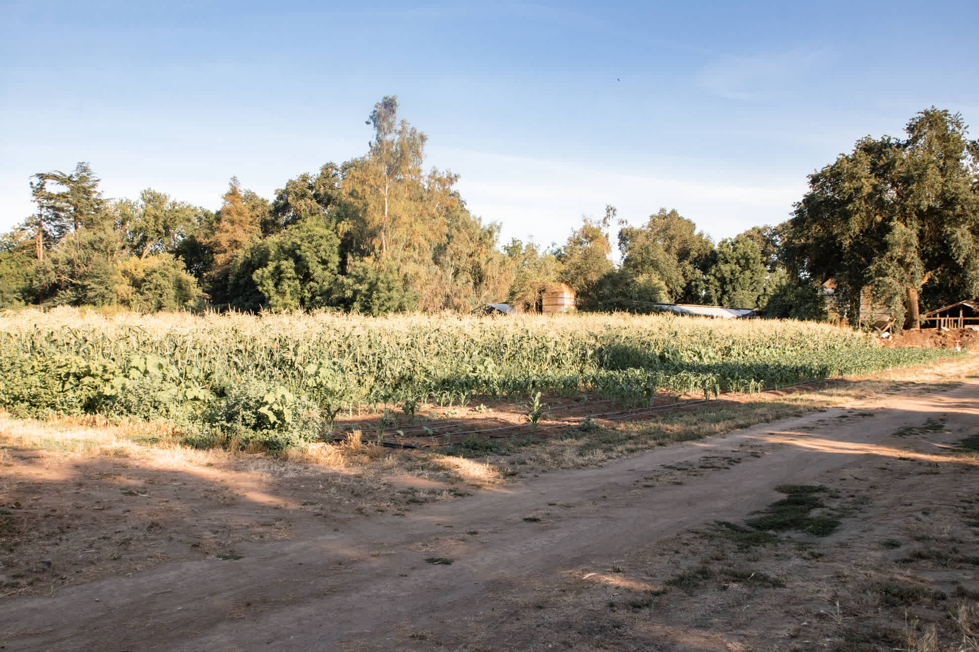 Farm view looking south.