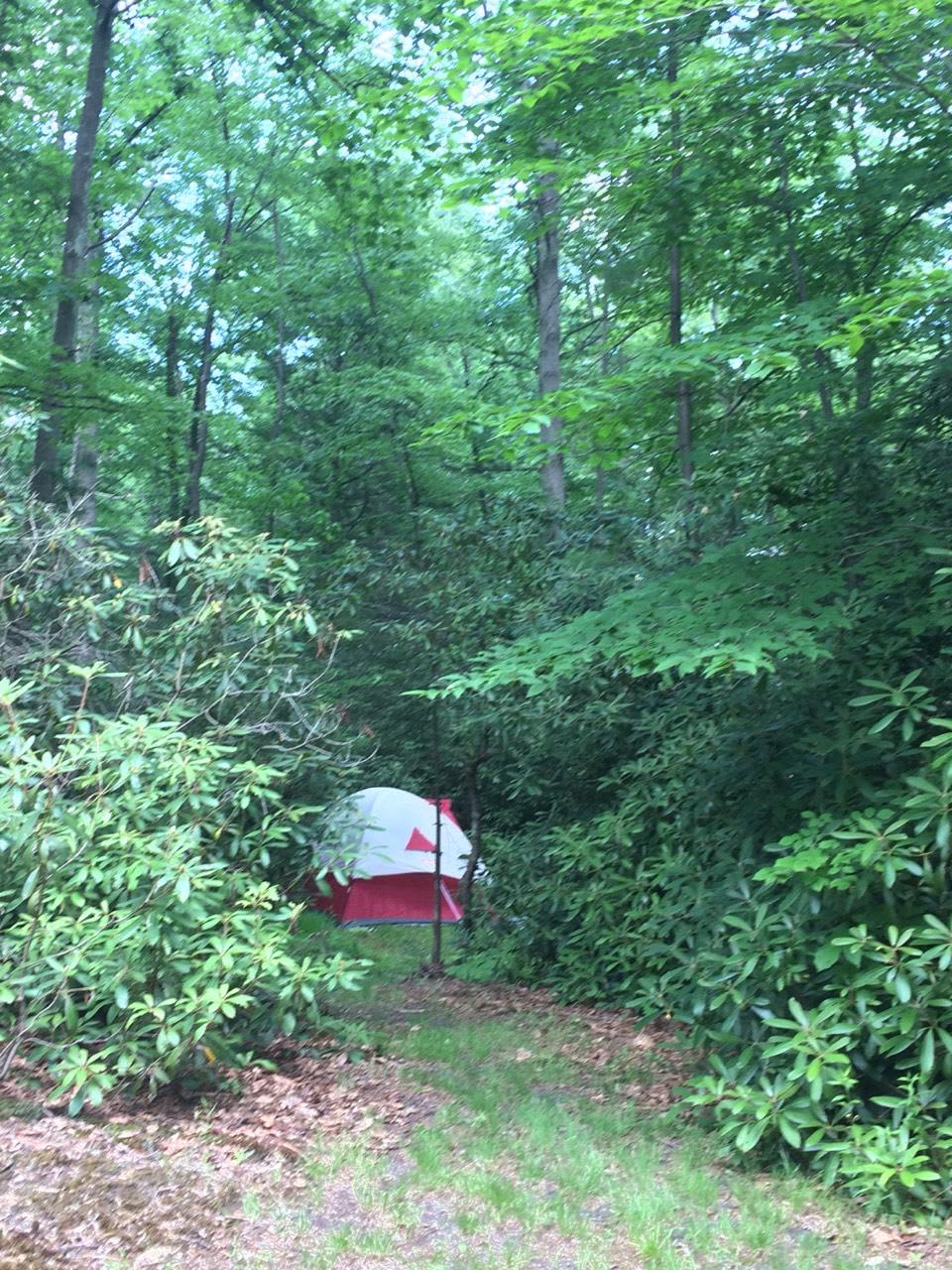 A tent nestled in among the trees on Site 8.