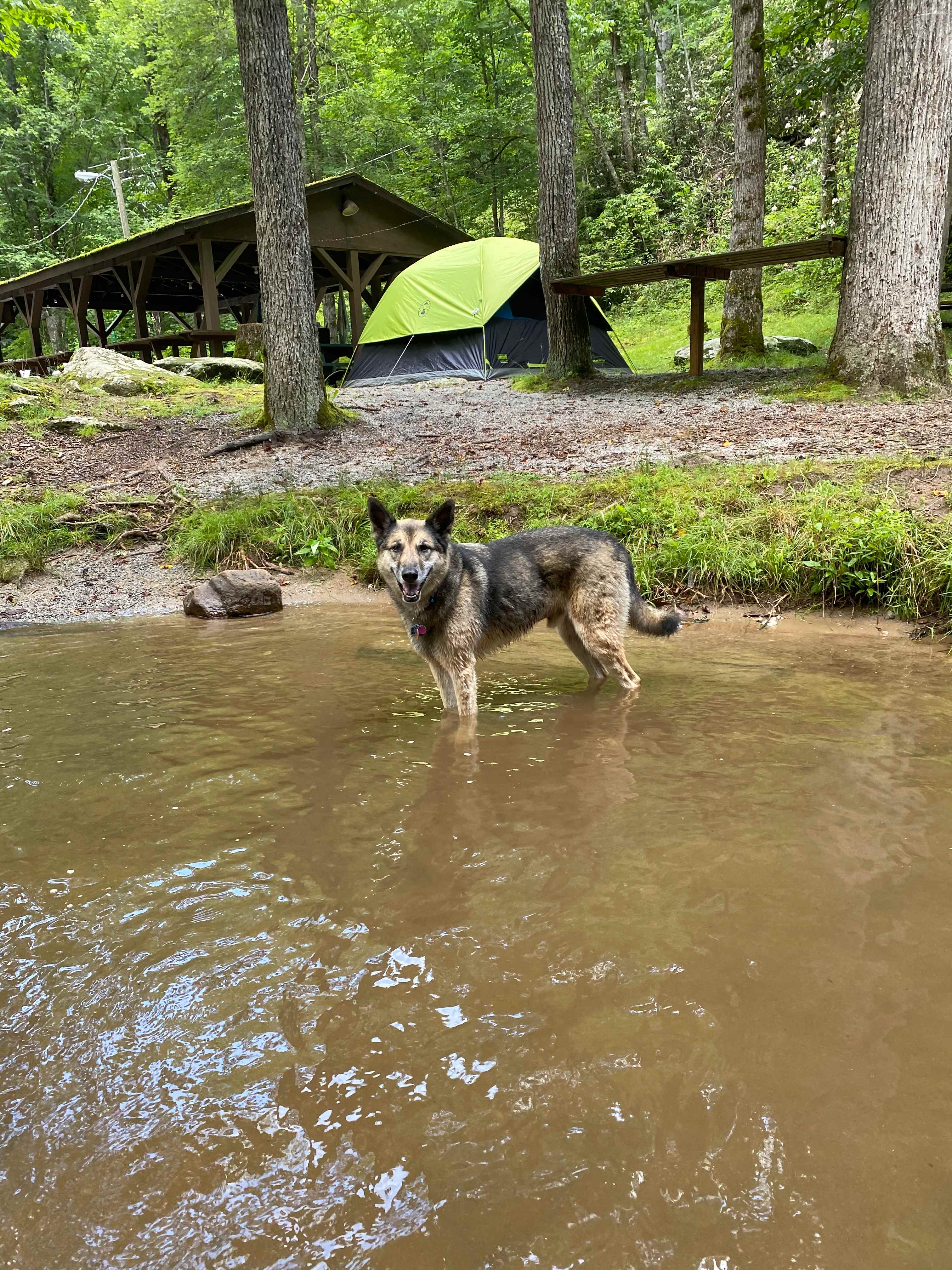 Our dog Cody was in heaven