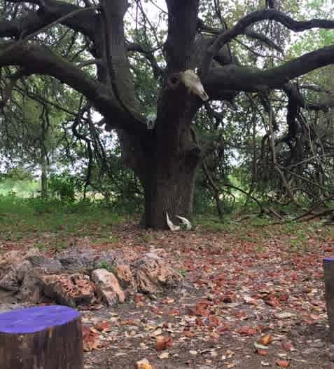 Plenty of room to hang hammocks, or place a few tents under the oak canopy. Fire pit, grill, and a few stump seats make for a cozy fireside meal.