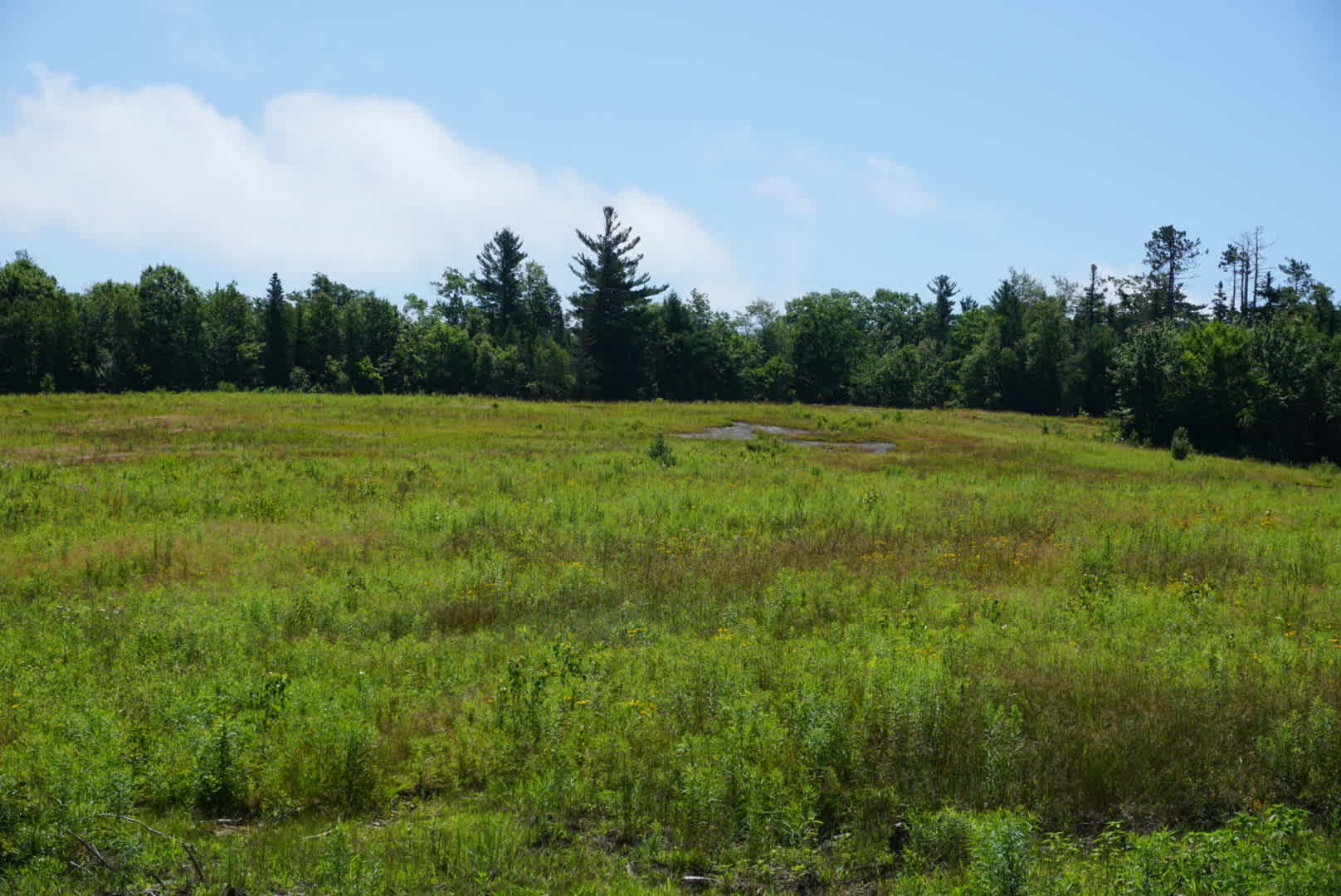 Camping field (not mowed)