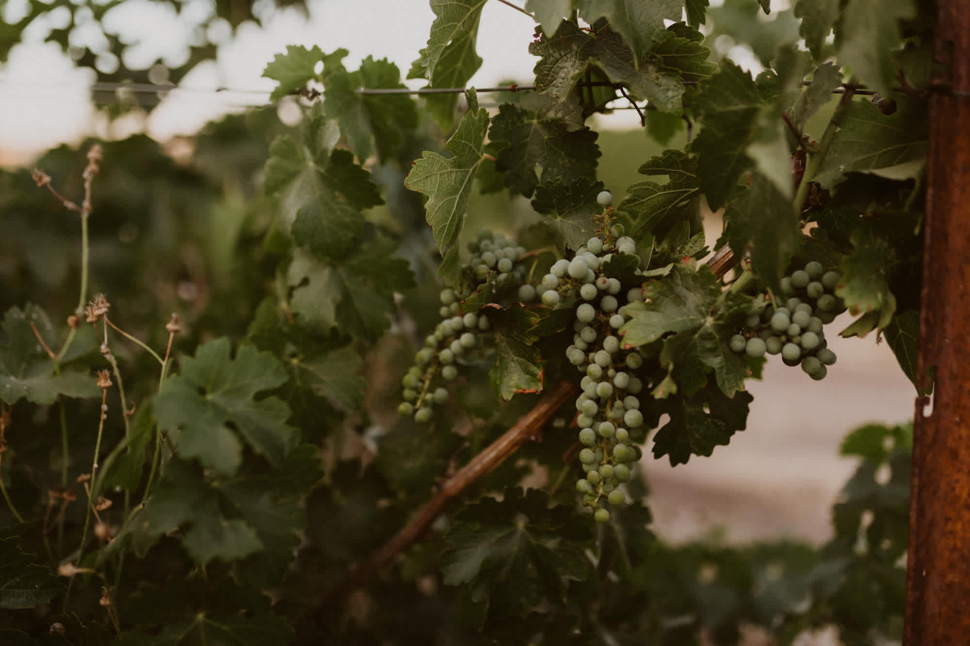 Paso Robles Camping