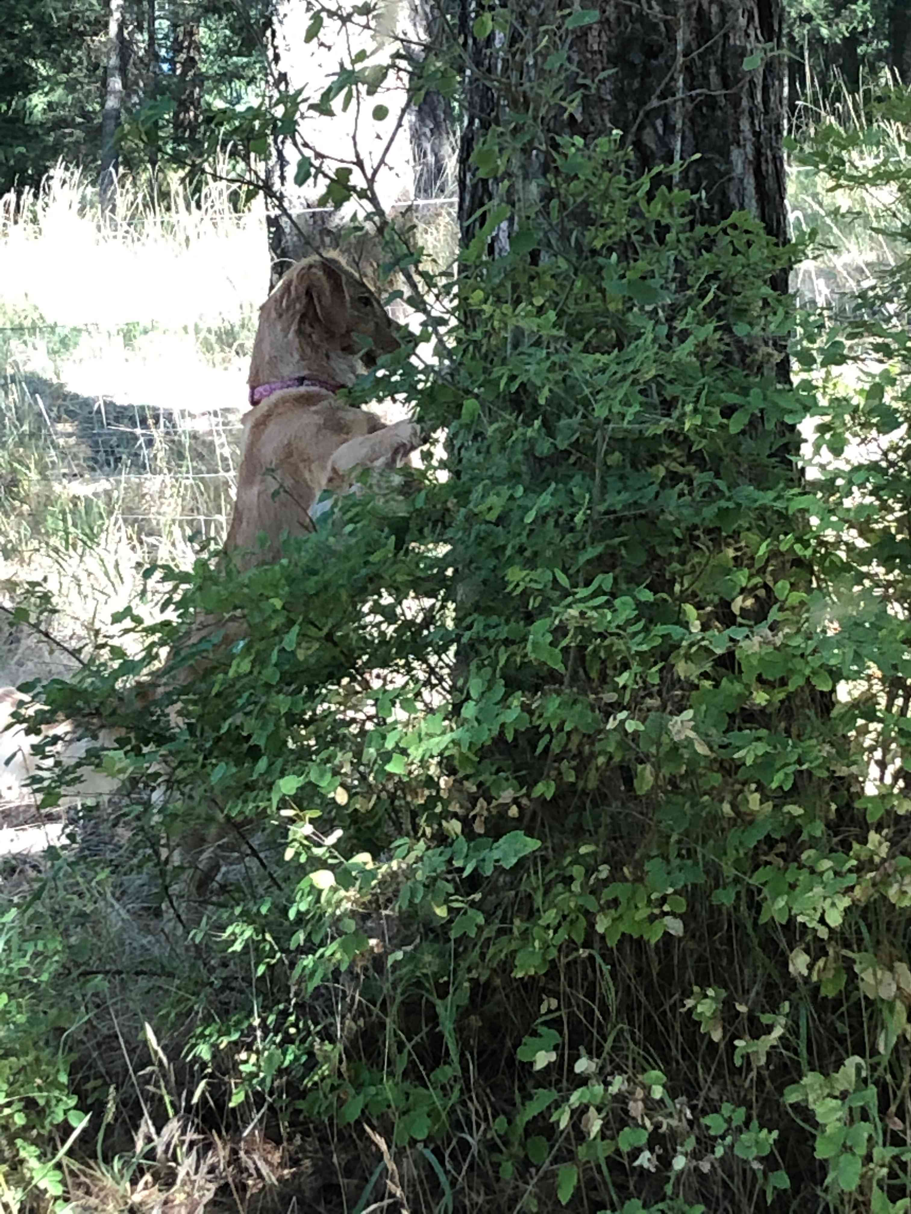 North Idaho R&R Ranch