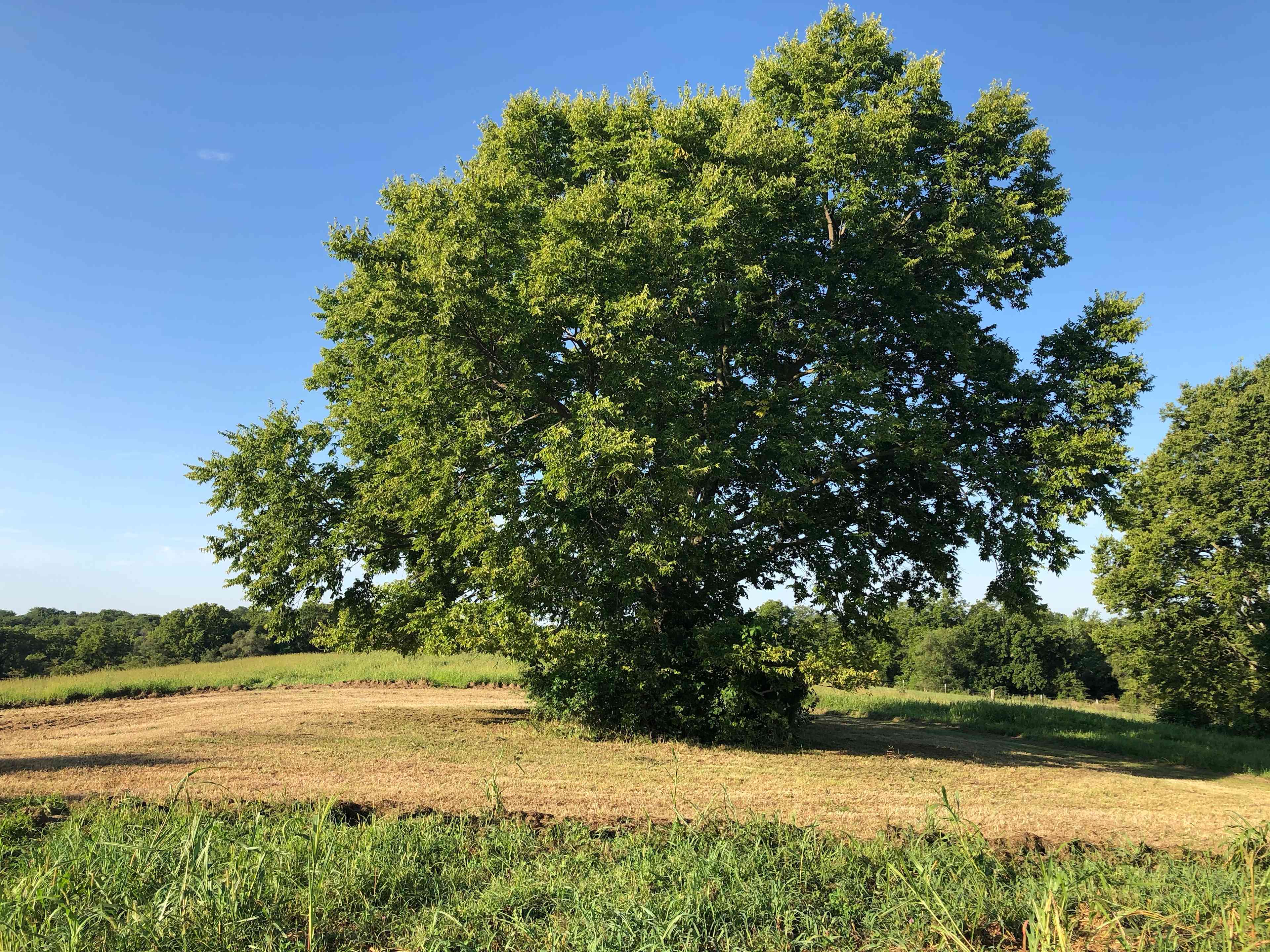 Campsite elm tree overlooking grounds