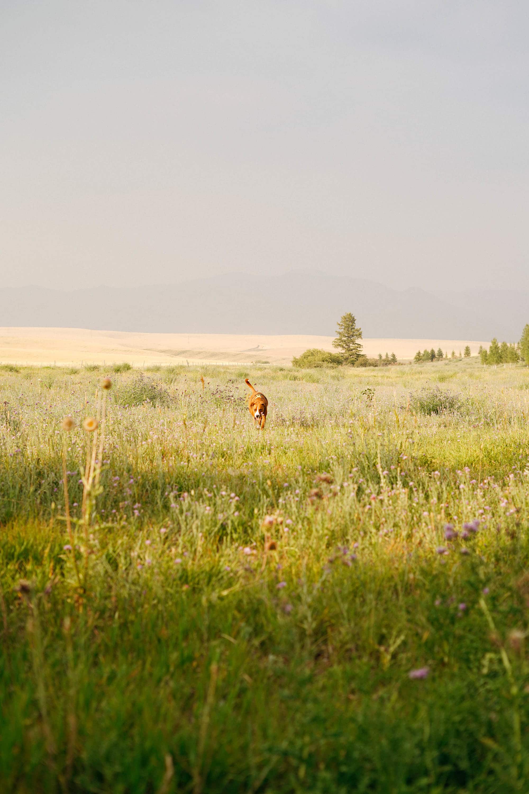 It was nice having such a wide open space we could see the dog from anywhere!
