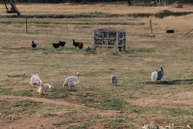Guinea fowl roaming the property