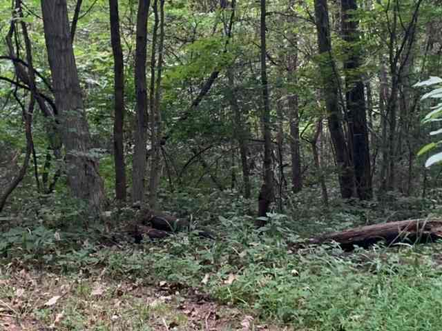 Camp site area