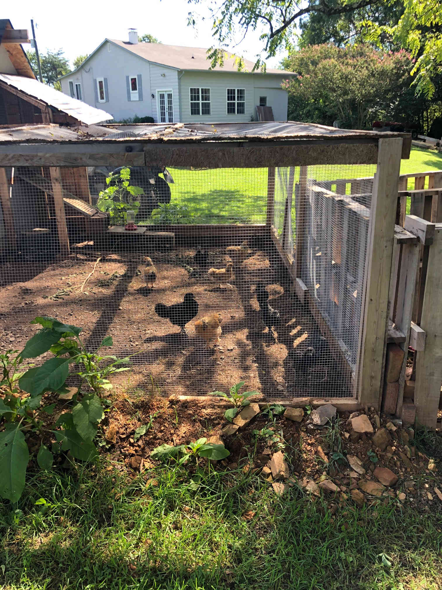Chickens!