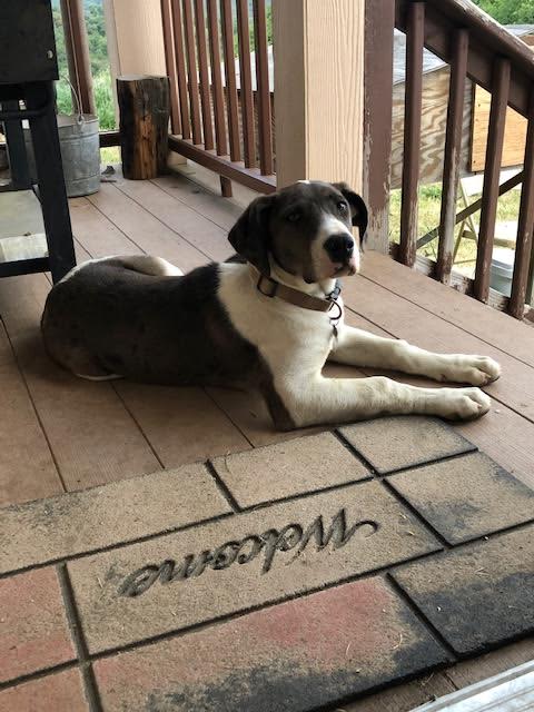 Our Puppy. We also have friendly cats.