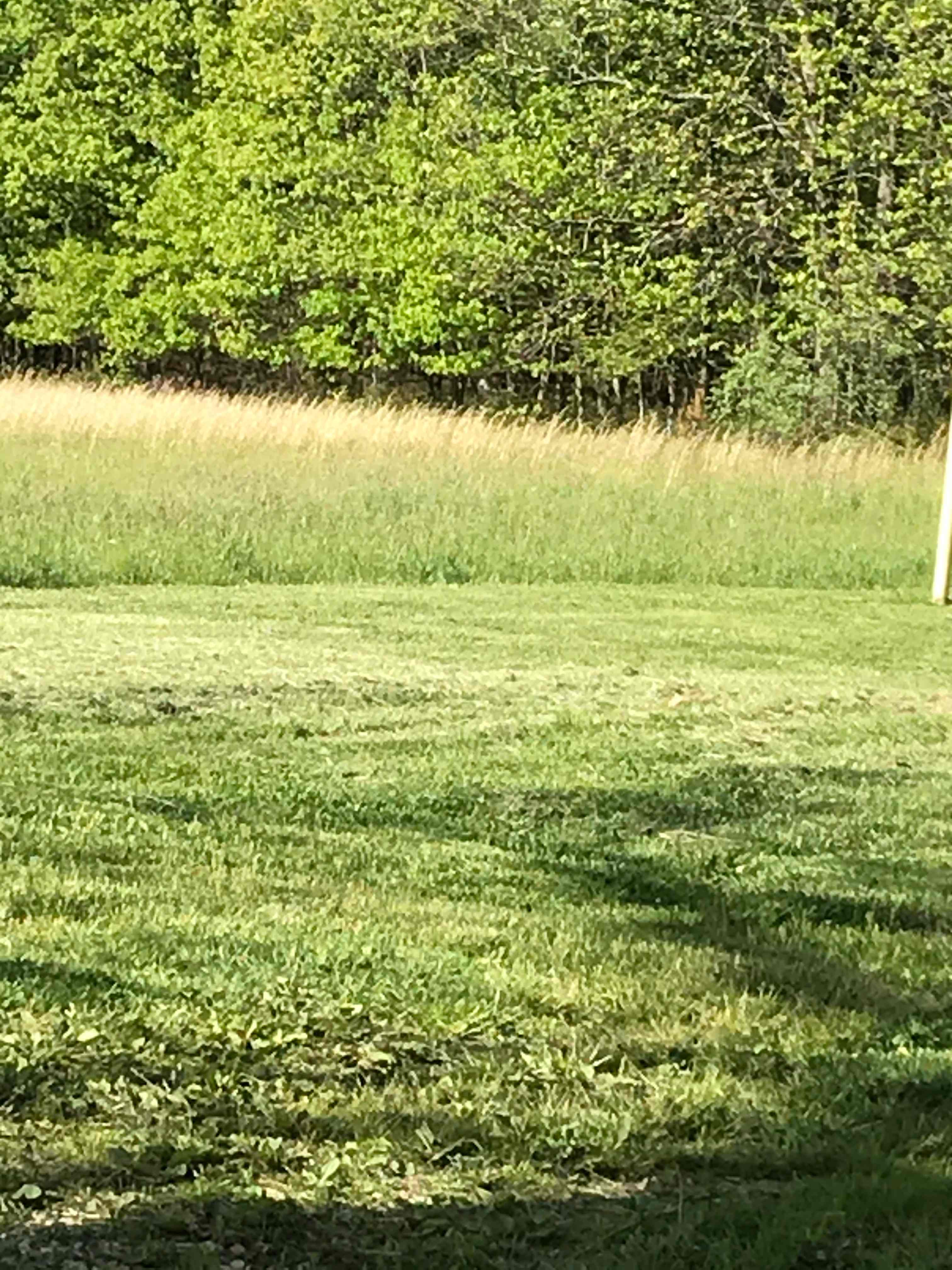 The field in front of site
