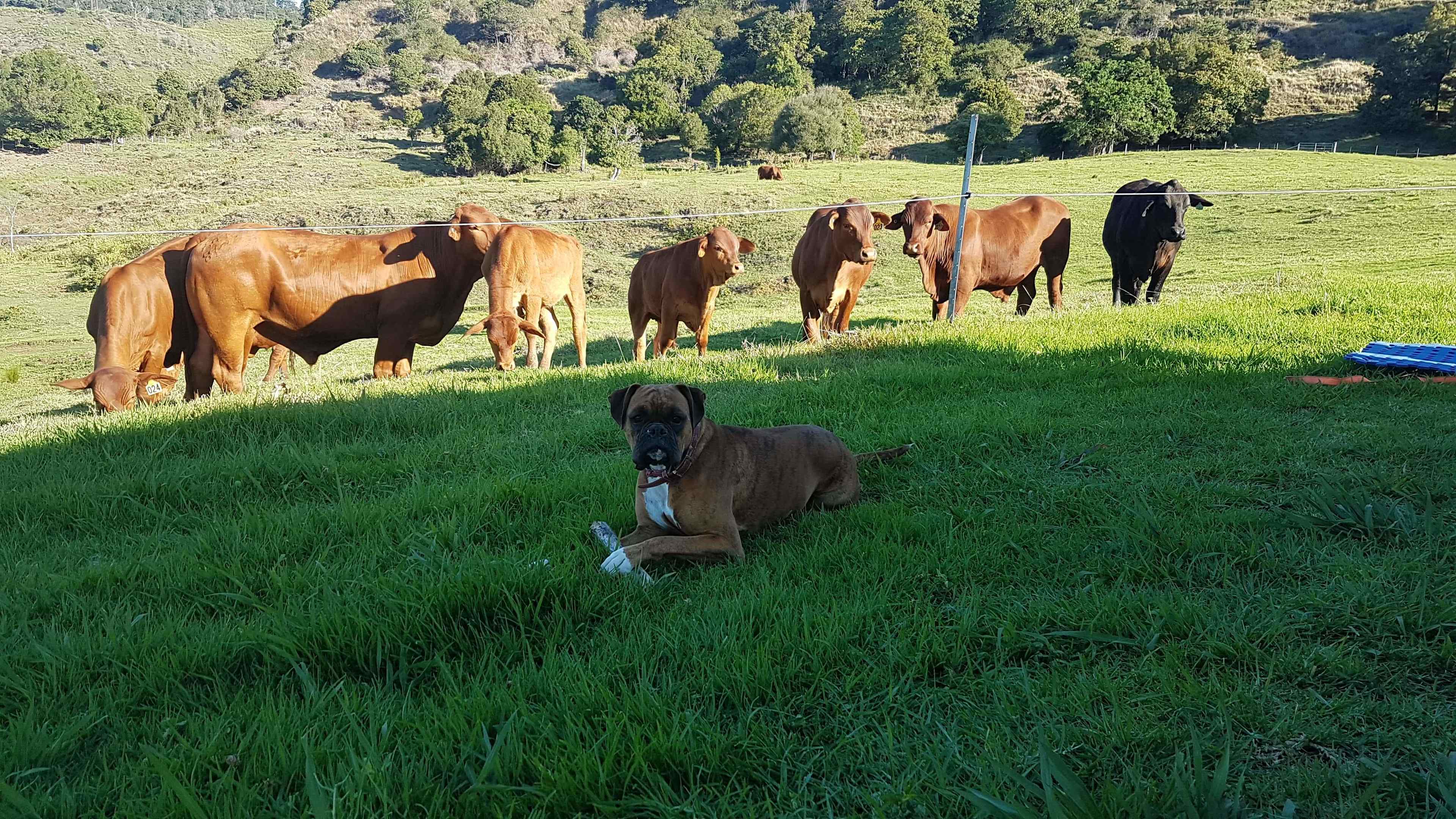 Inquisitive Cows