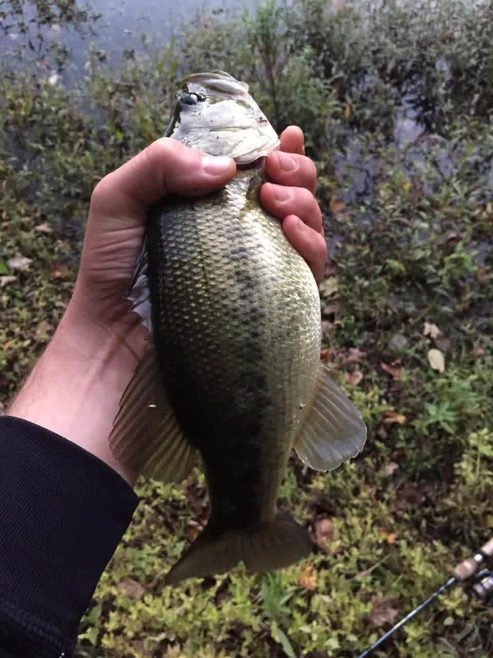 Nice big bass caught after only a few casts at the lake!