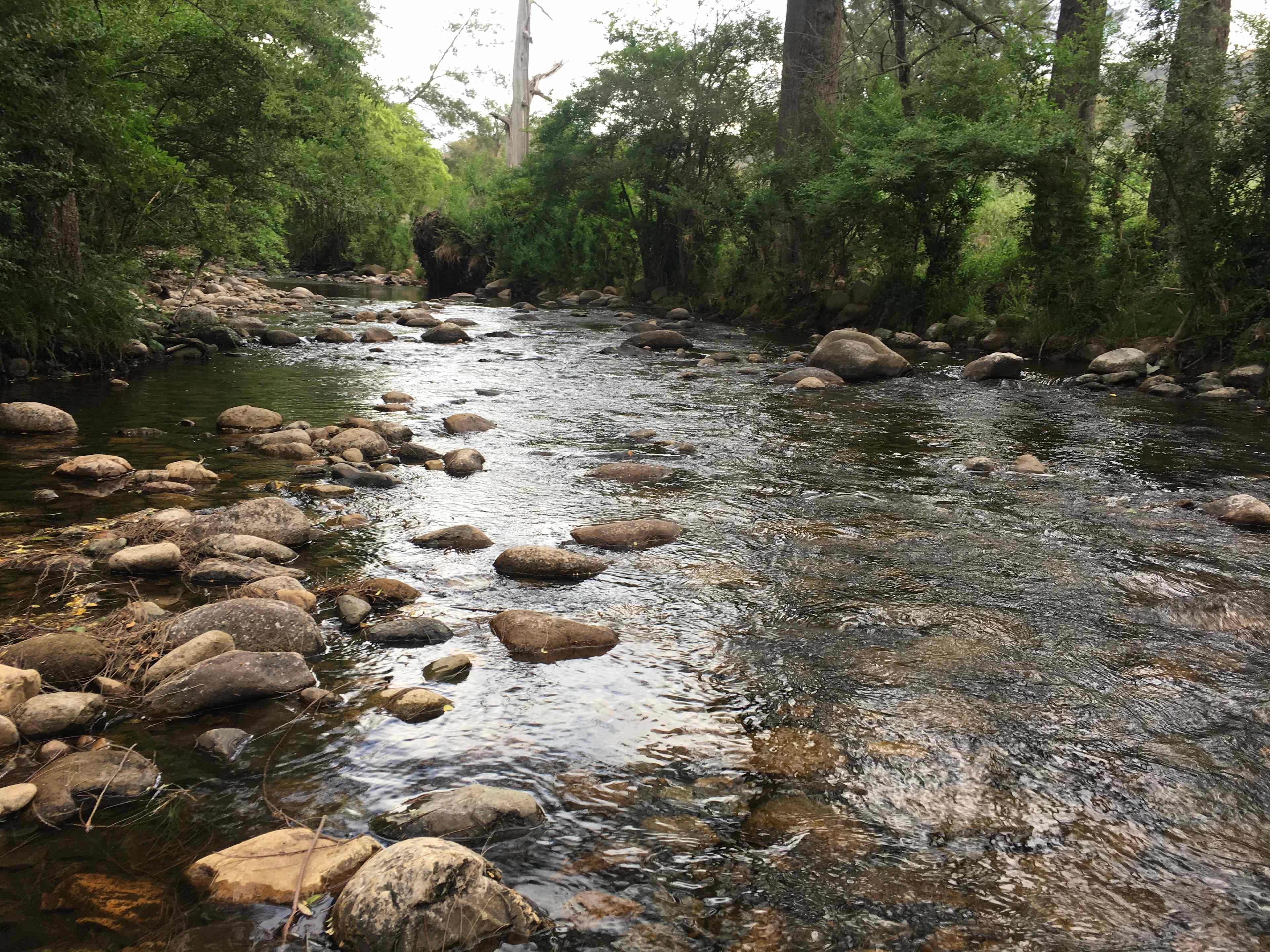 Omadale Brook, Barrington Tops