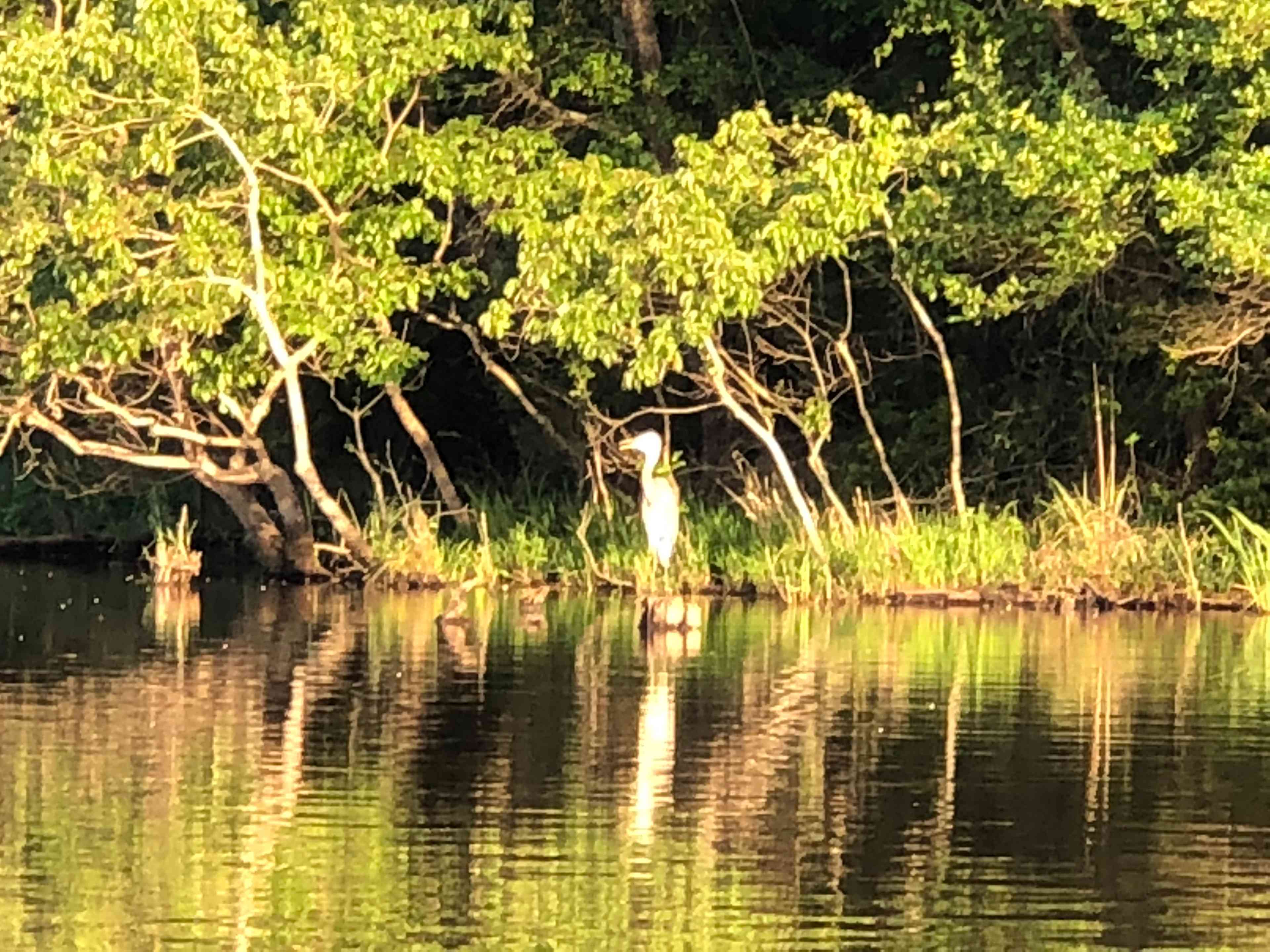 Some of the wildlife: Egrets