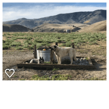 Tent or rv camp with mountain views