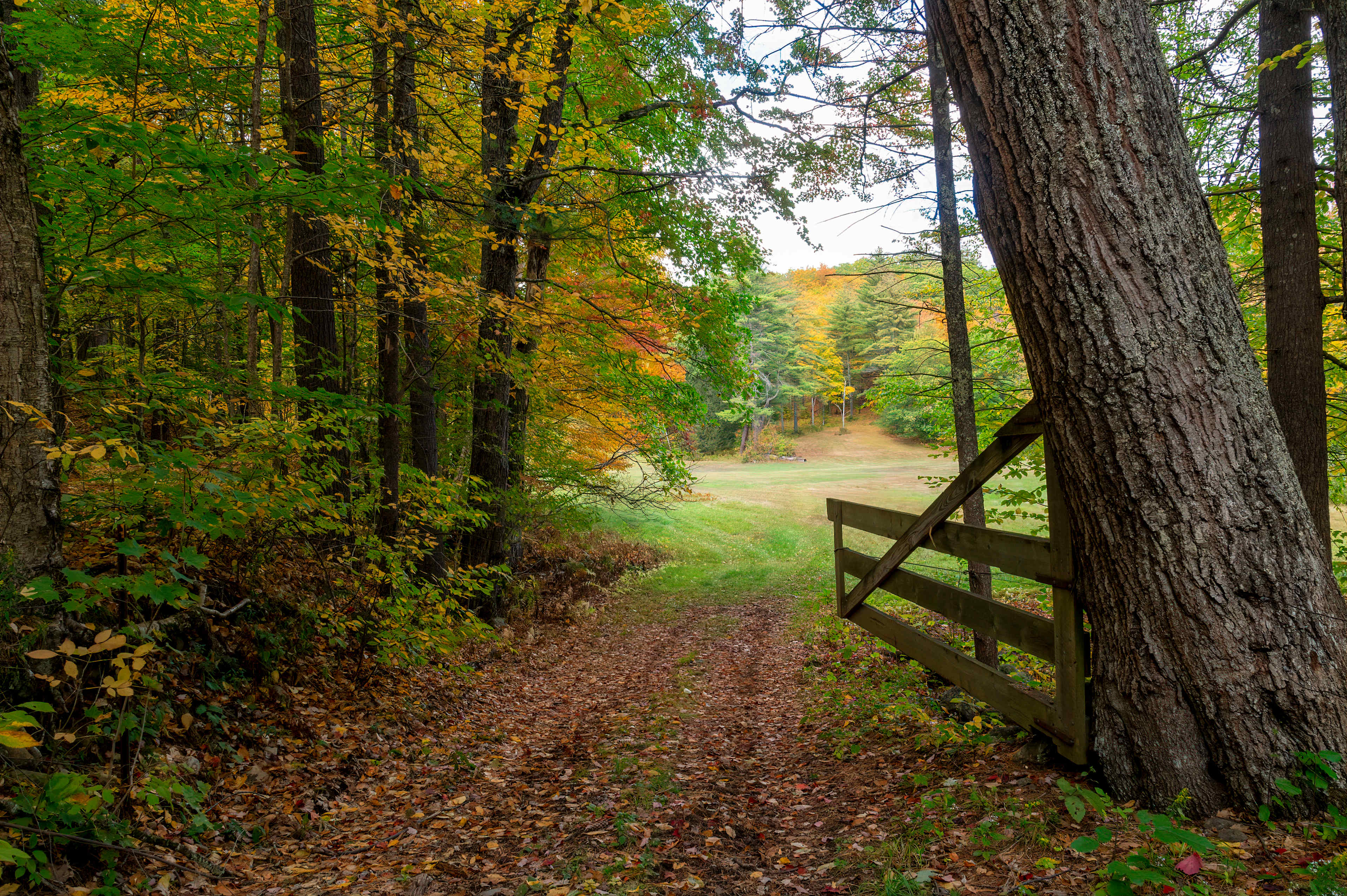 Entry from the wooded sites, to the meadow sites