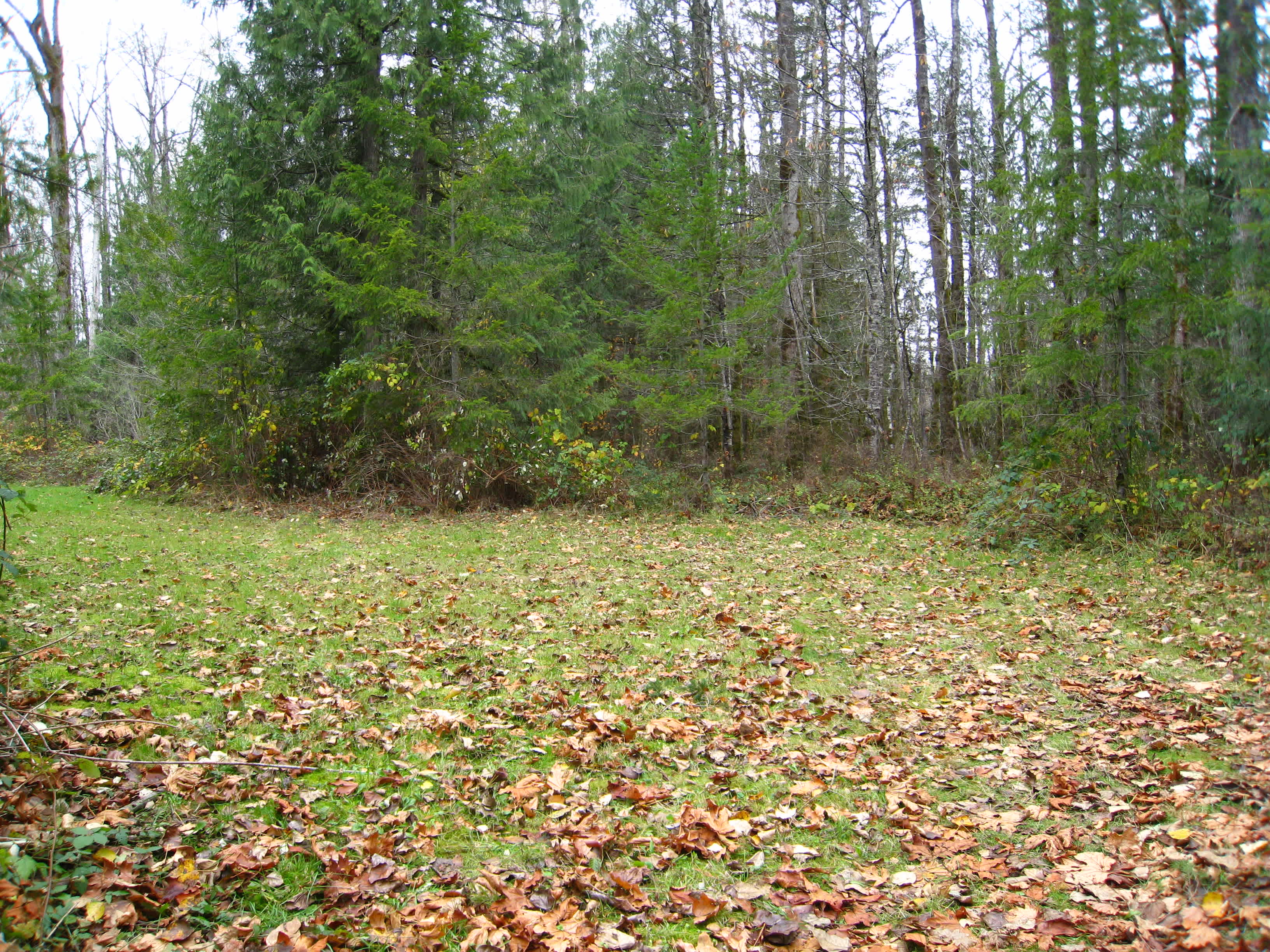 Forested with River Access/Firepit