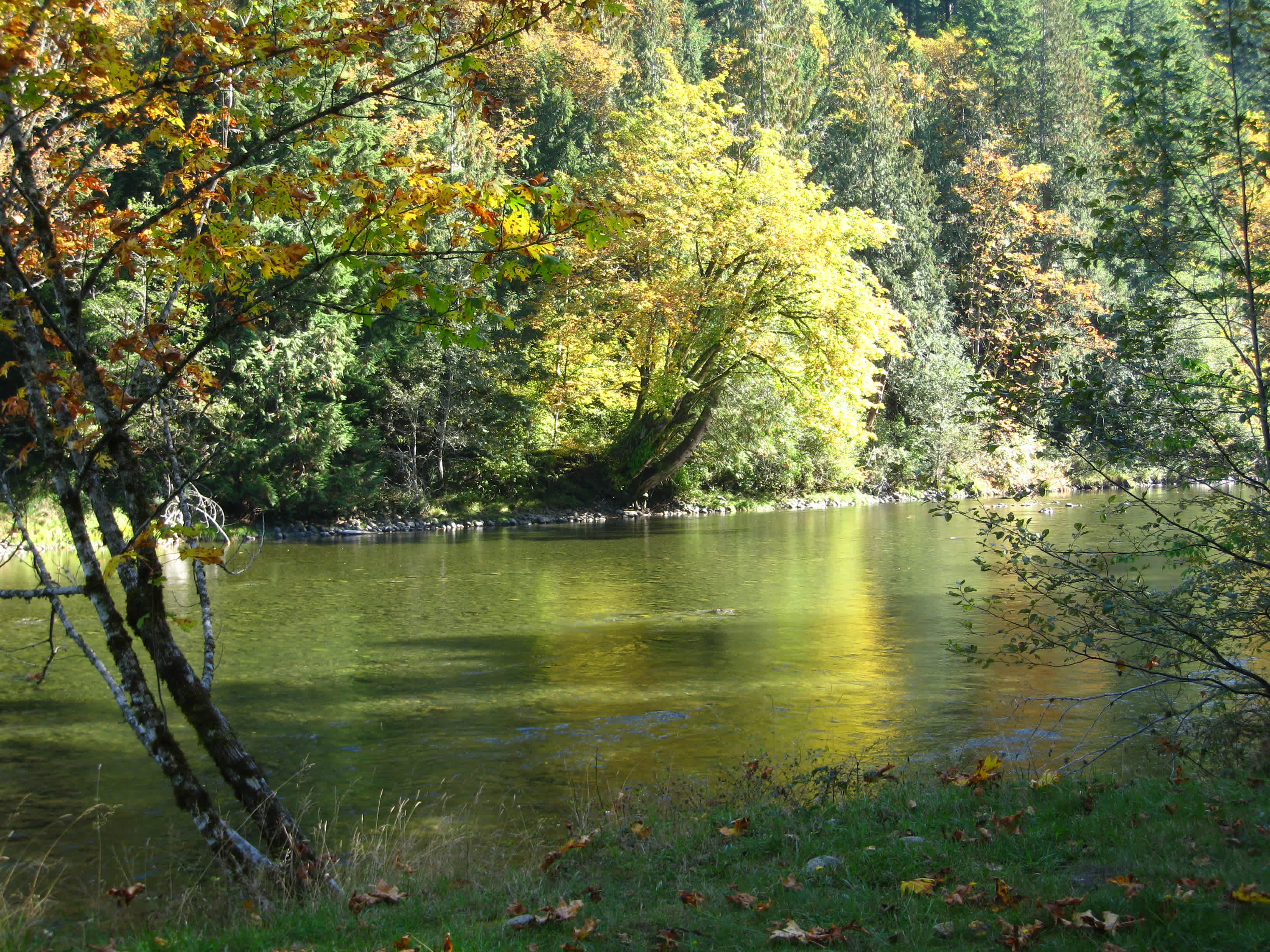 Forested with River Access/Firepit