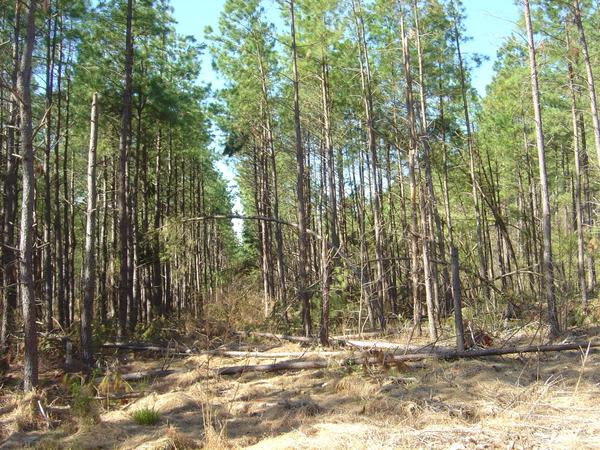 Thermal Belt Rail Trail Camping