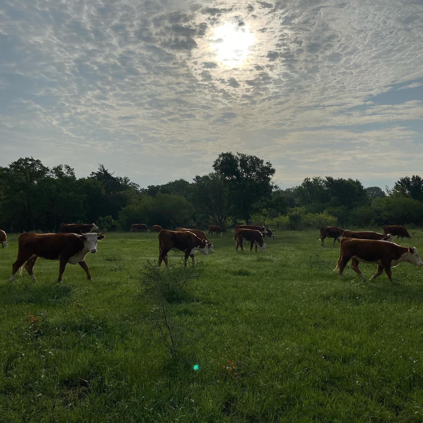 Starlove Ranch & Animal Sanctuary