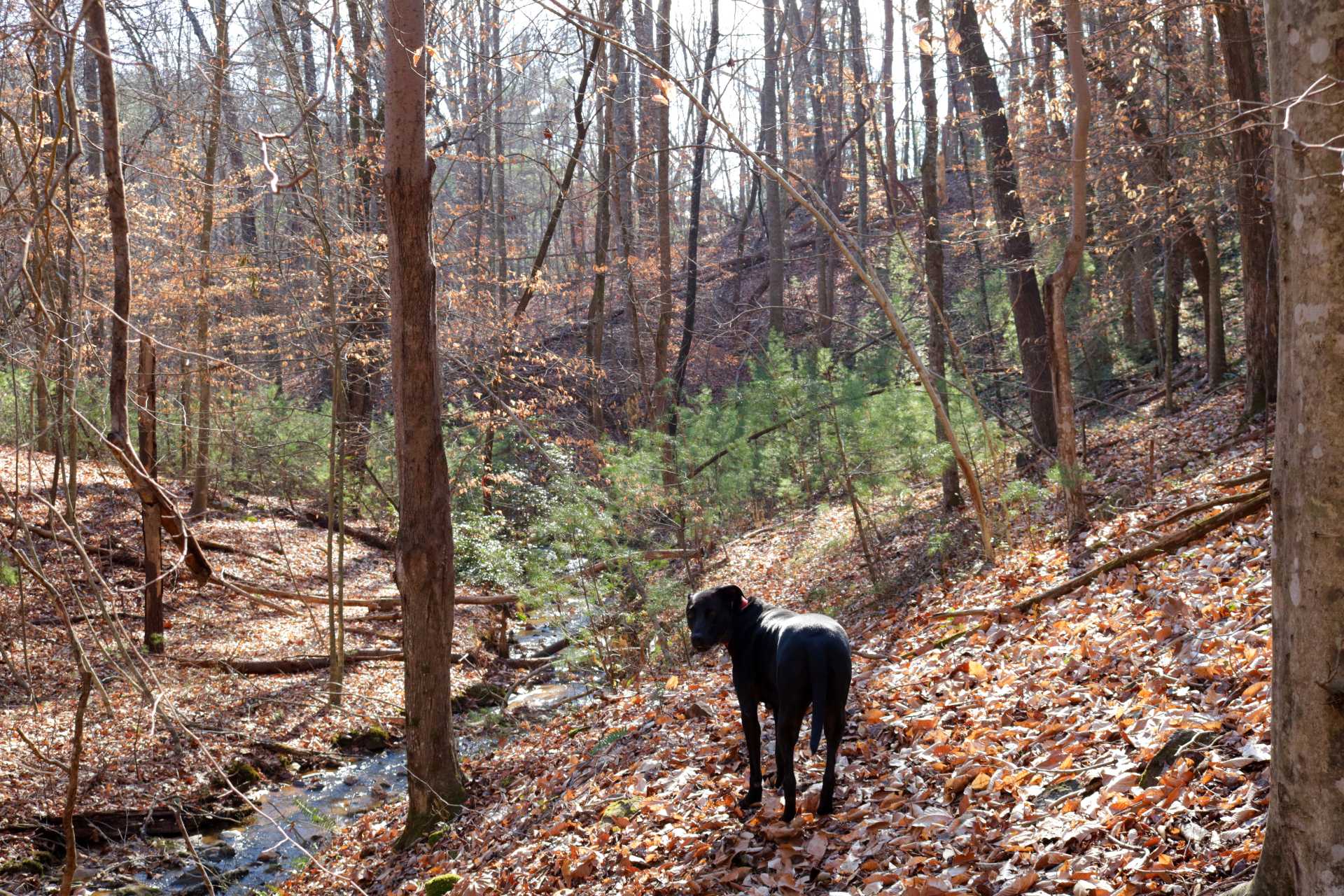 Narrow trail to hike in campsite