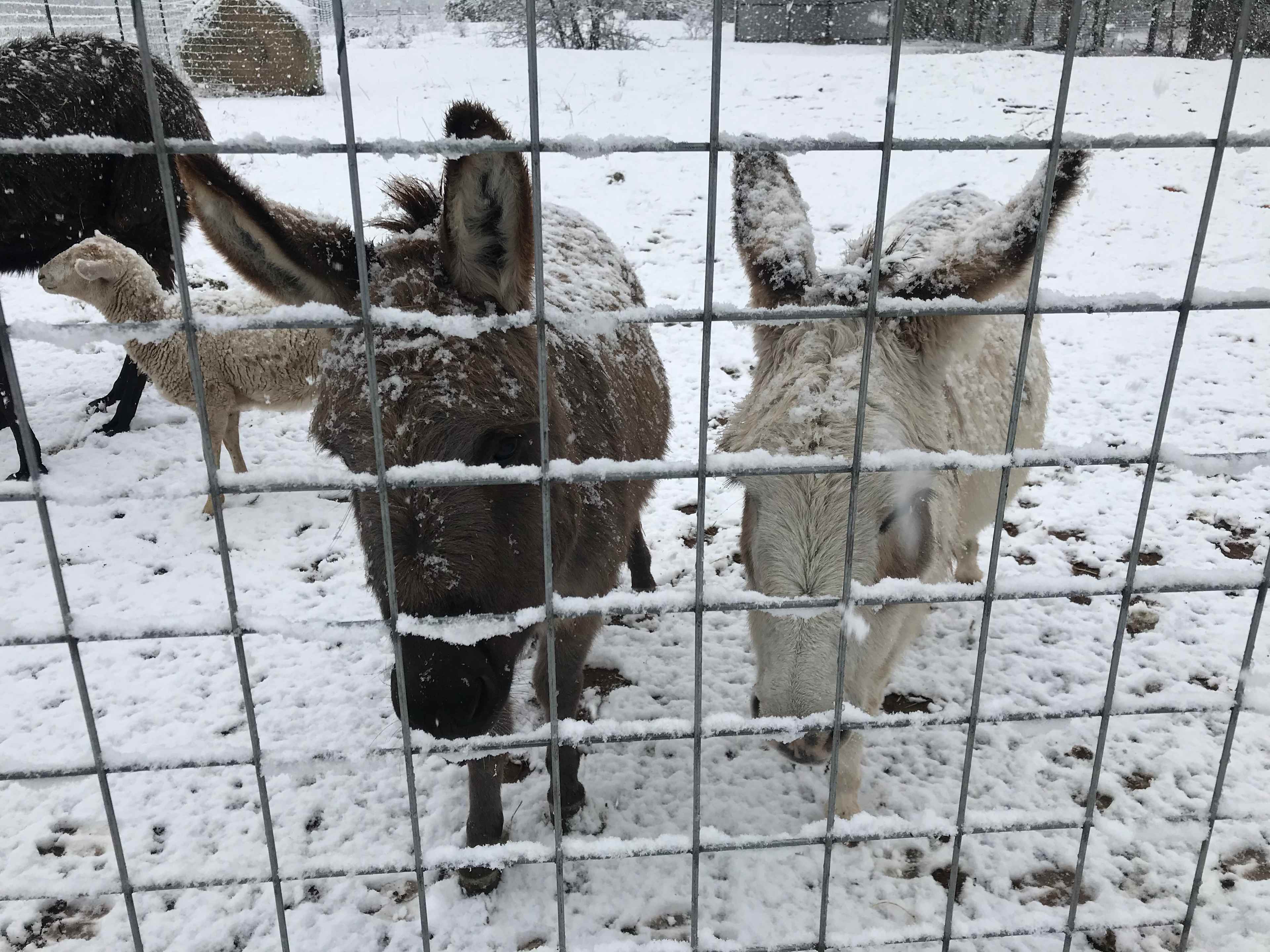 Dennis and Sugar made a snowman!