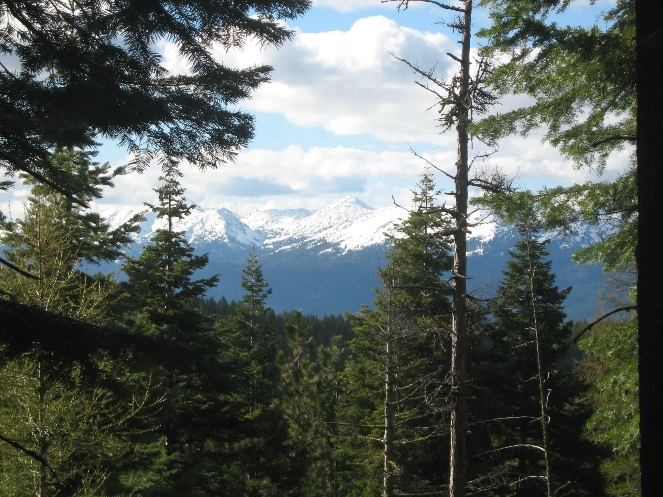 Towering Tamaracks
