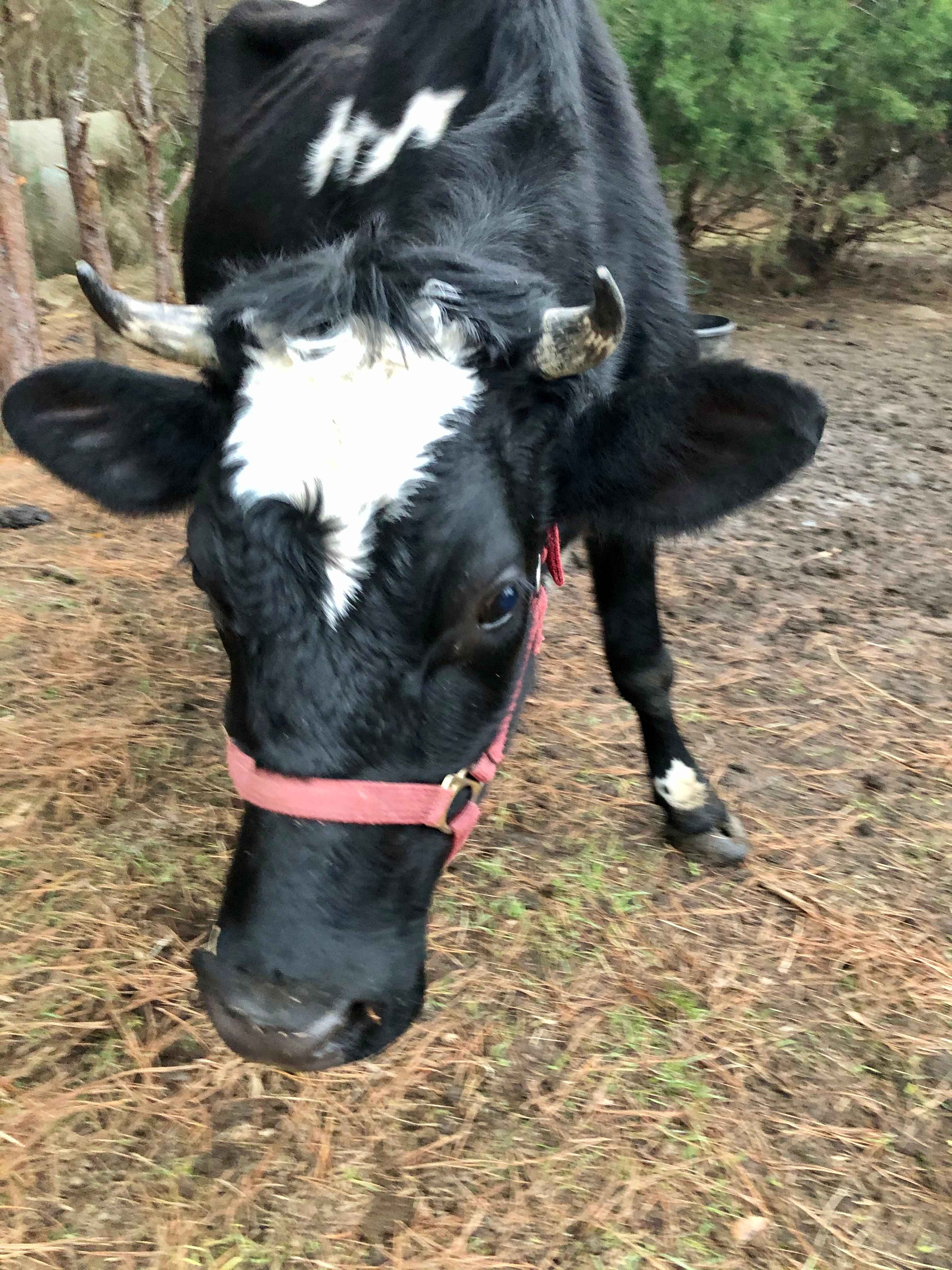 Moonpie Farm and Creamery
