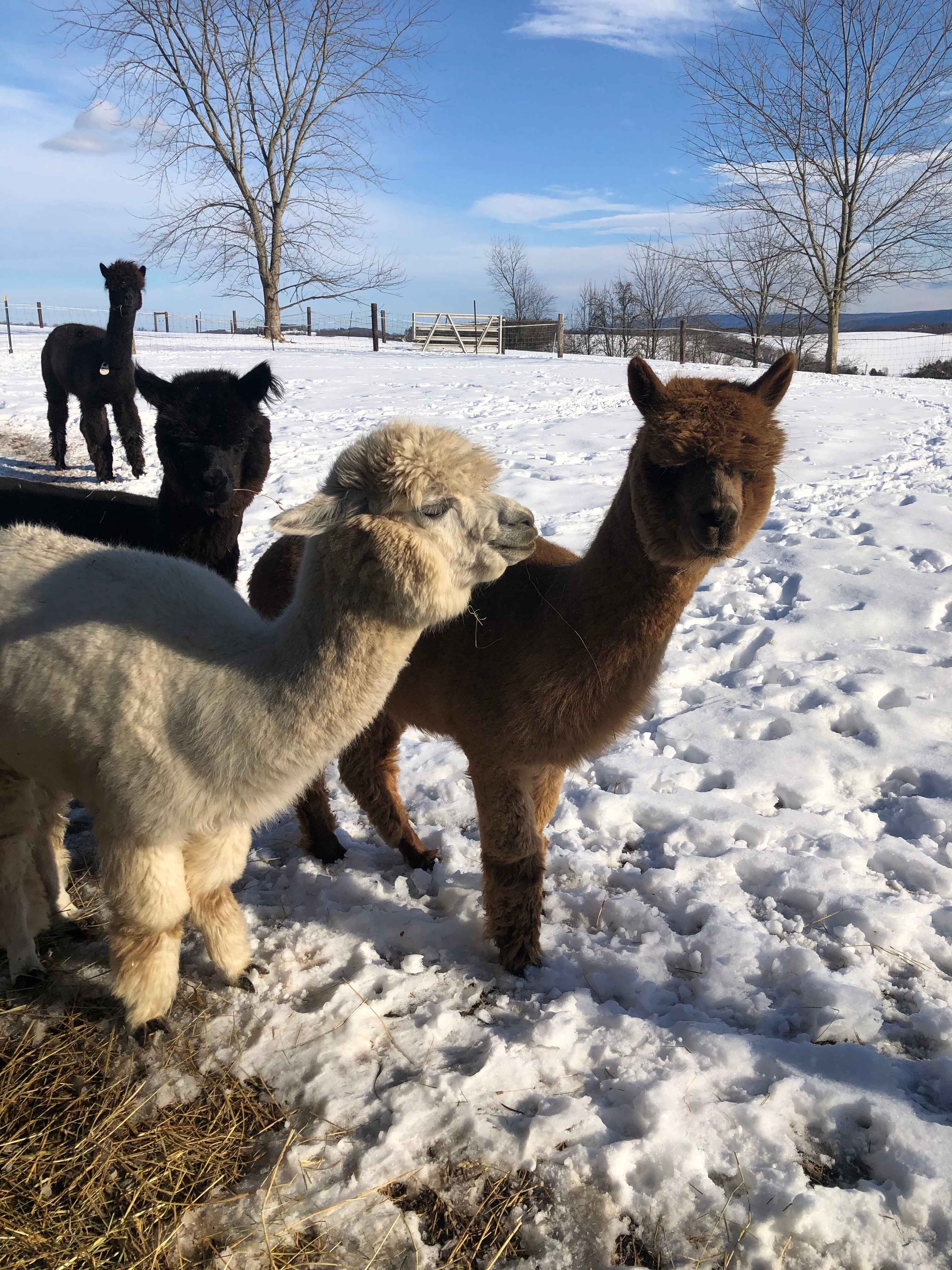 Alpaca's of Fairhawk