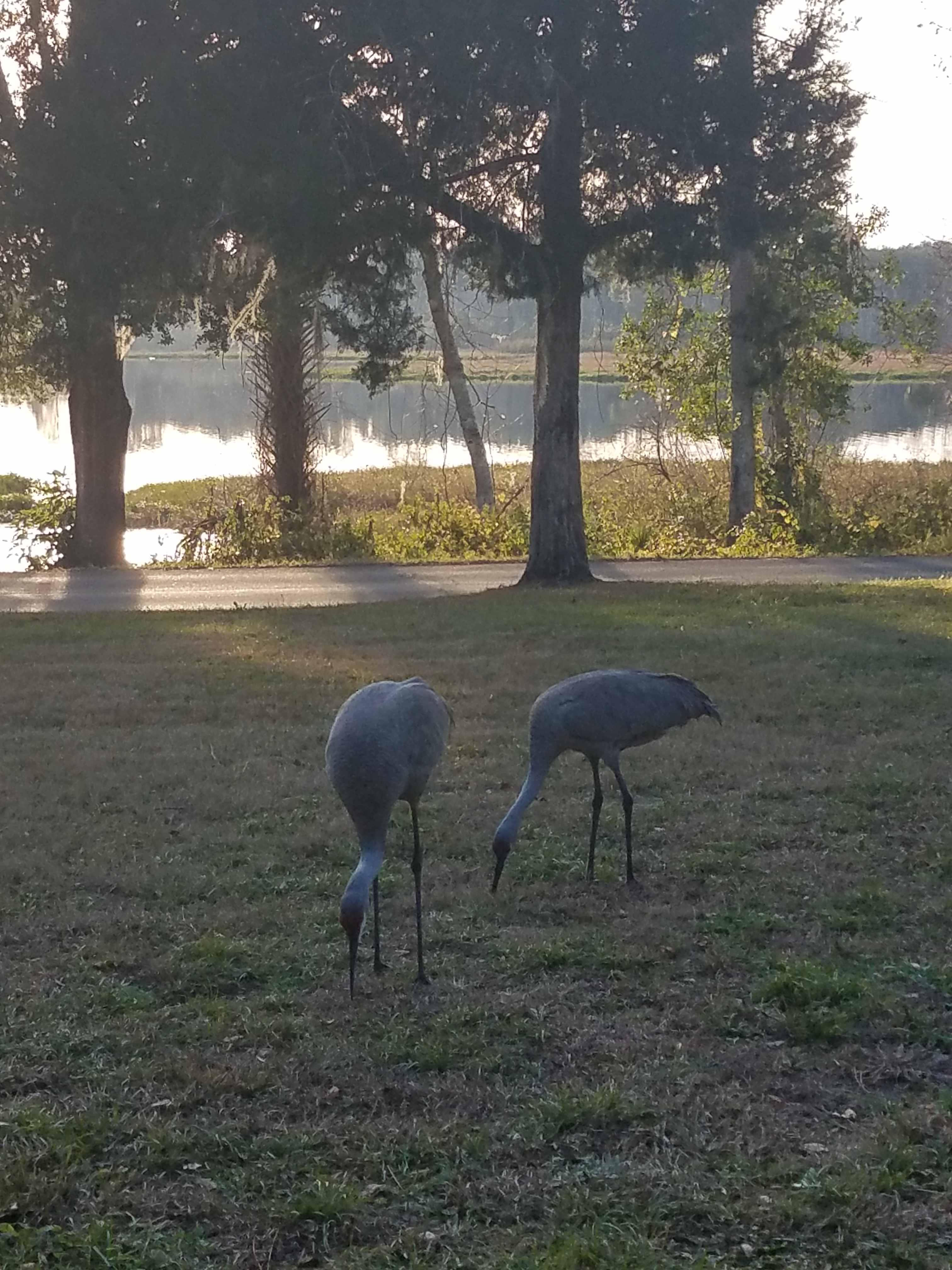 Natural wildlife