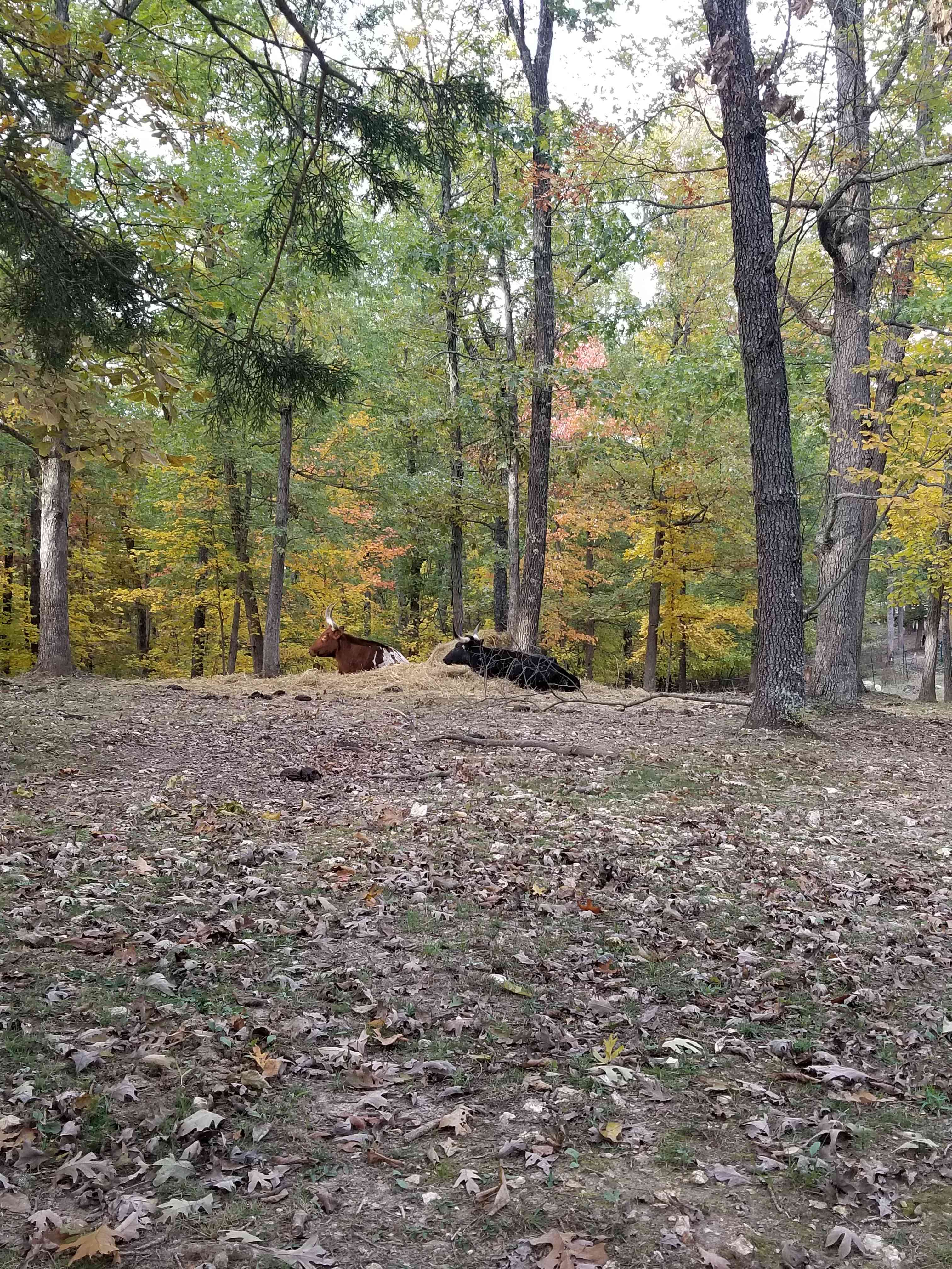 Mountains, feilds, and wooded areas