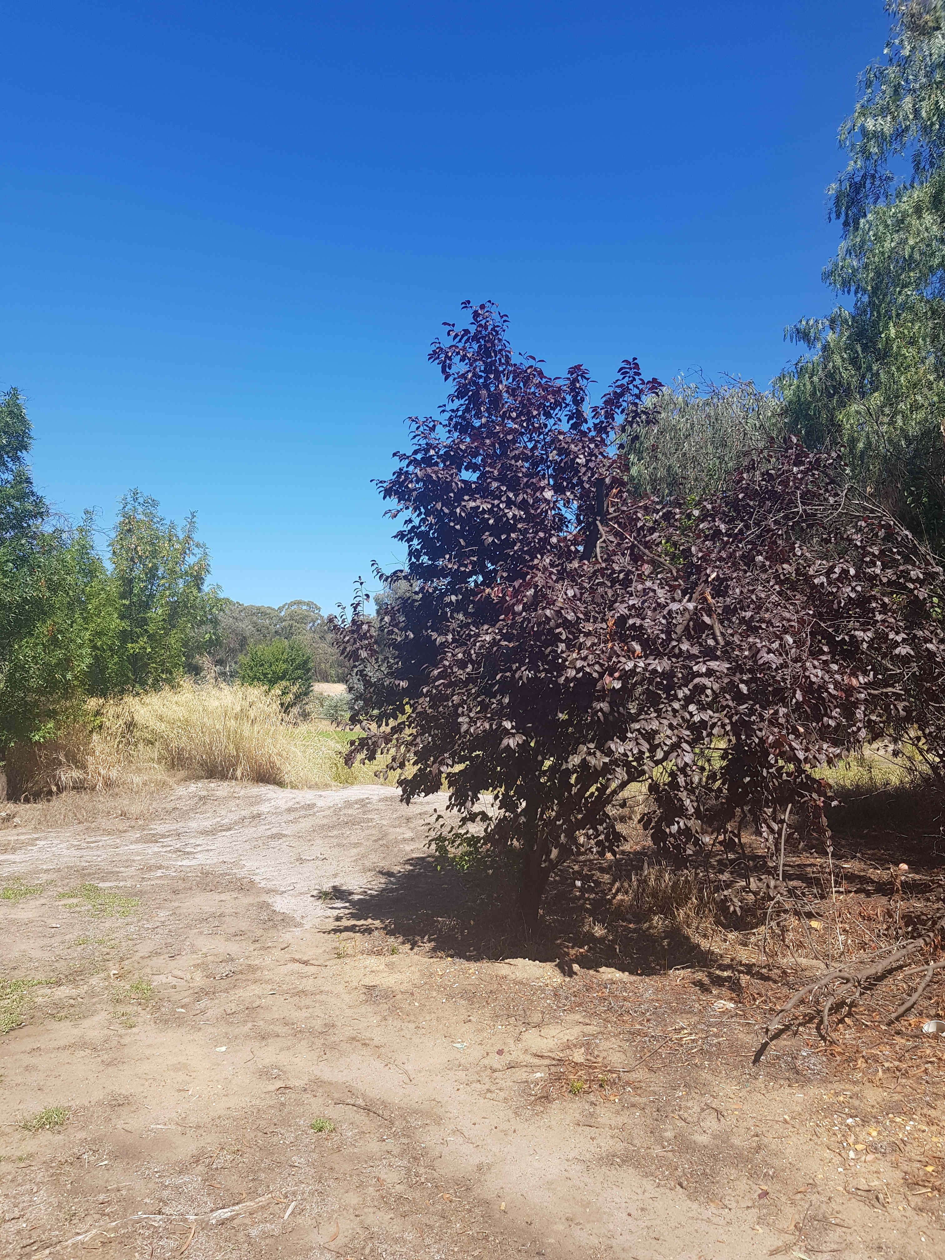 More shade and cool breezes