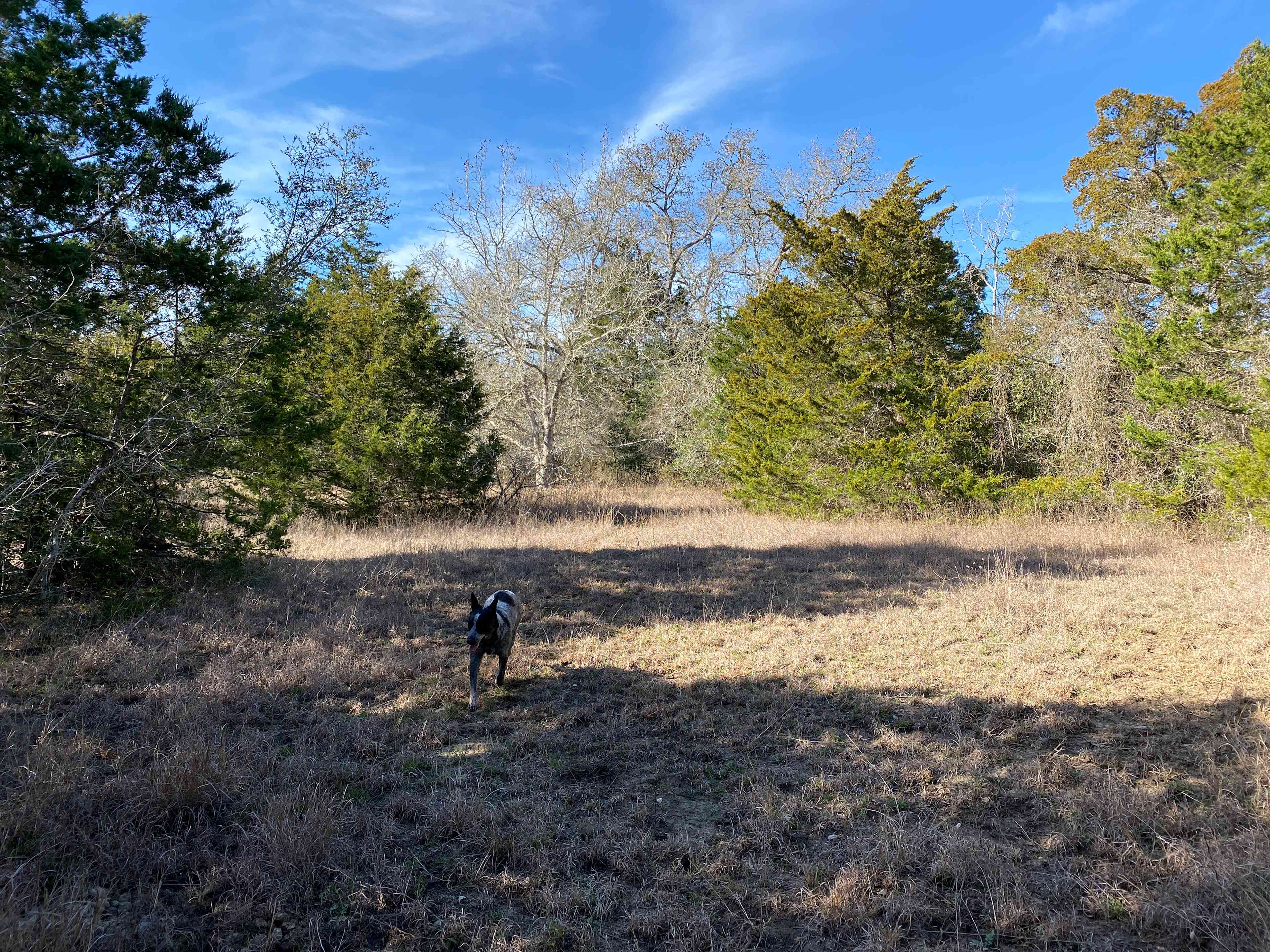 Native Texas Forest