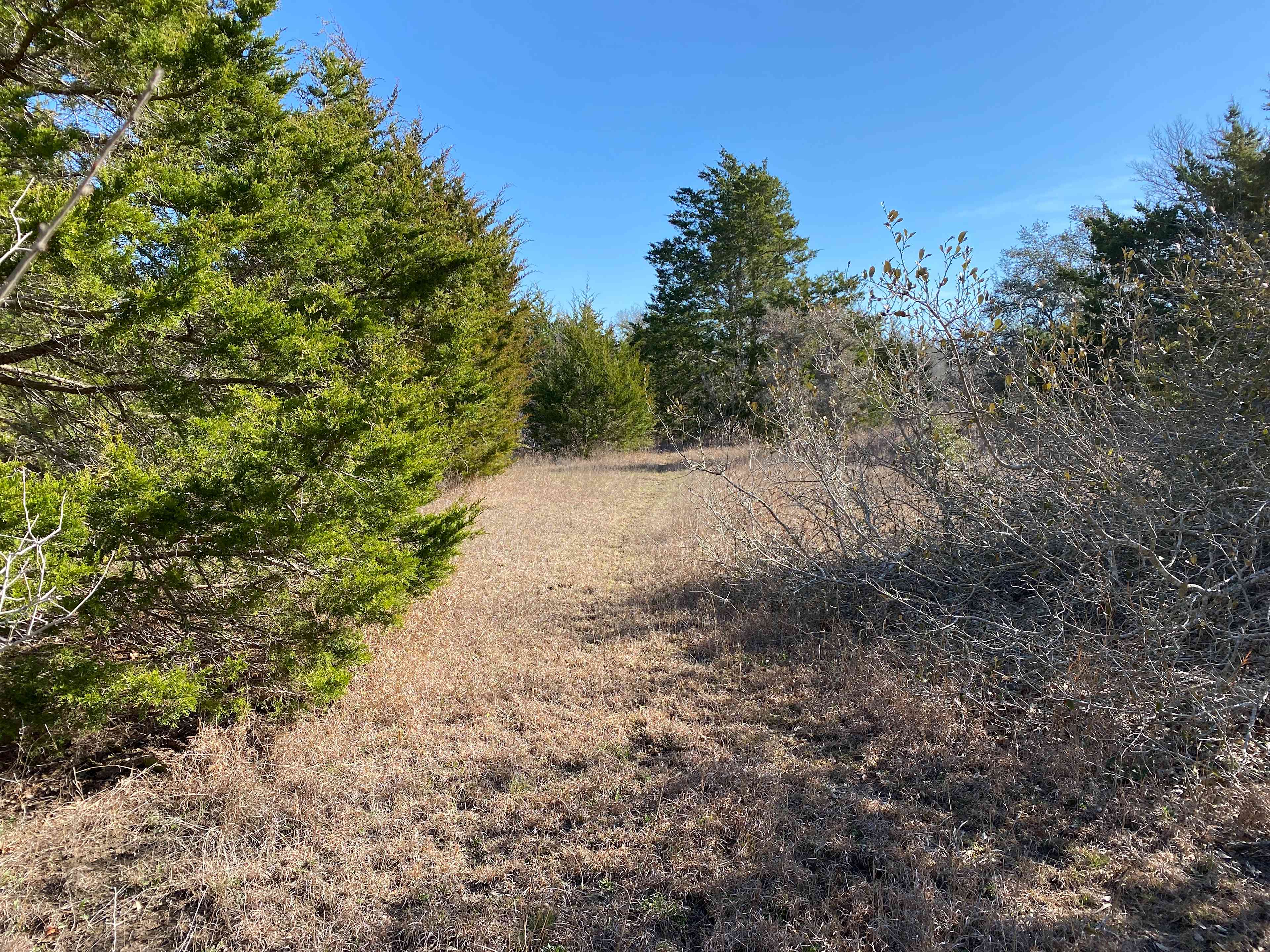 Native Texas Forest
