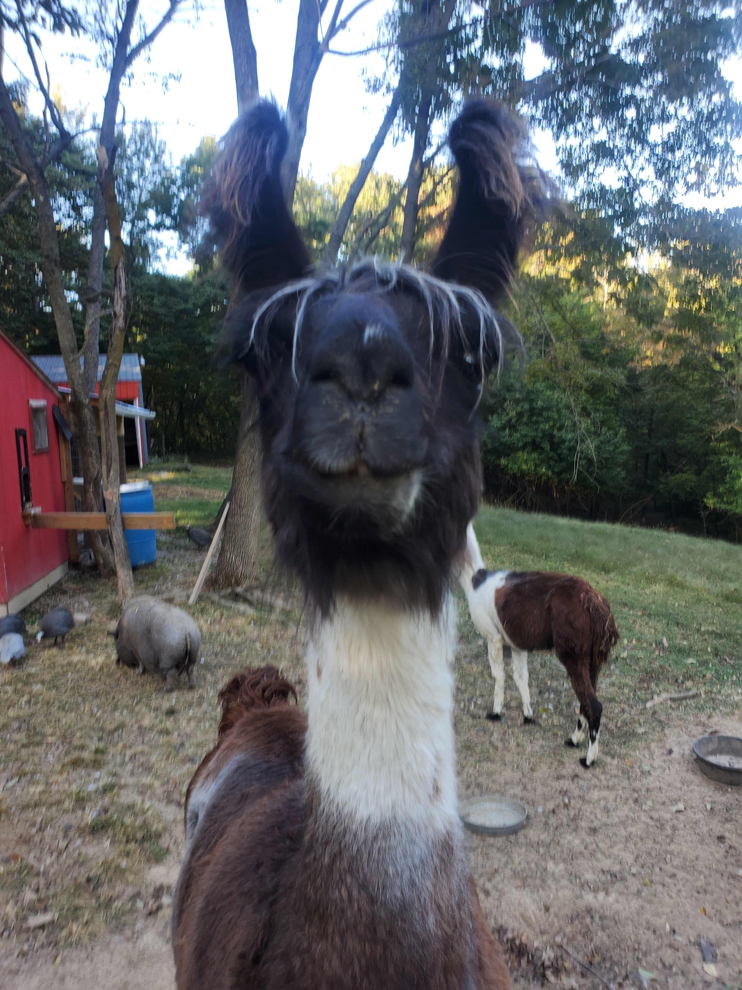 Visit our furry friends.