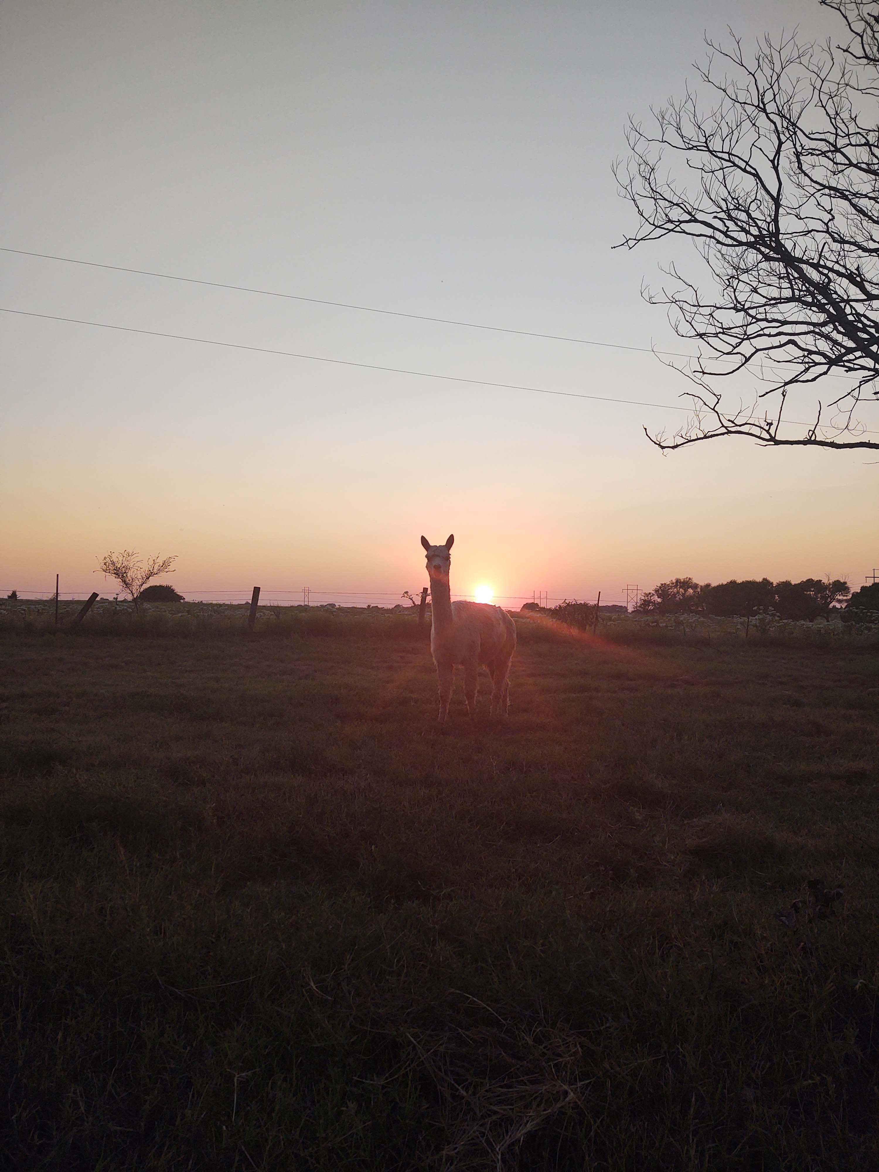 alpaca camping